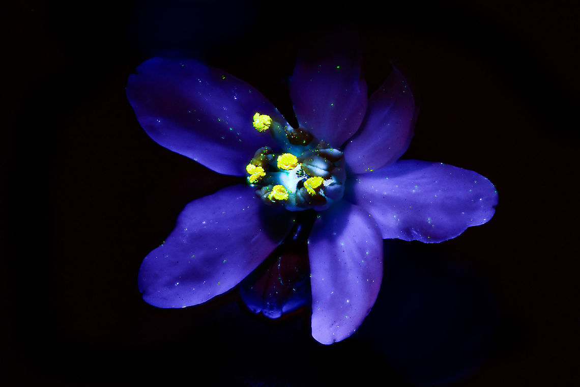 Mexican Orange - UV, Heesch, Netherlands Here&#039;s the Mexican Orange, in totally not orange, instead in UV. <br />
<br />
I&#039;ll use this post to share some of my still quite limited understanding of UV. UV light, or UV radiation is light in the wavelength 1-400nm. The entirety of this big range is not visible to the human eye. Some of it does reach the human eye from the sun, yet our &quot;lens&quot; blocks it. Some animals can see parts of the UV range, such as bees.<br />
<br />
The huge range from 1-400nm is divided into 3 categories, the only interesting category for photography and other consumer use is &quot;near UV&quot;: 380&ndash;200 nm. Shorter wave lengths mainly have industrial and medical use and are highly dangerous to human skin and eyes. <br />
<br />
Near UV in turn is further divided into sub categories, of which only &quot;Long wave UV&quot; is relevant for photography. Some lab people may play around with shorter wavelengths at home (in particular to photograph minerals), yet this too is highly dangerous.<br />
<br />
Longwave is 320 to 400 nm, also called UV-A. This is our relevant photography range. It can be used for two distinct types of UV photography: Reflected UV photography or UV induced fluorescence photography.<br />
<br />
Reflected UV photography (strongly) illuminates the subject with UV light, yet the subject may also be exposed to other wavelengths. So this can be done in daylight. Next, a filter is placed on the lens to block any light except UV light. <br />
<br />
UV induced fluorescence photography exposes the subject to UV light and UV light only. In other words, it requires full darkness. In this darkness, you cannot see the actual illumination, as UV light itself is invisible. However, when doing this on a UV sensitive subject, the subject will absorb the UV light and emit excess energy (UV light contains more energy compared to longer wave lengths) in the form of light in the visible spectrum.<br />
<br />
To put all this together, the above scene does not show UV light itself, it shows a subject absorbing it and emitting some of it back into the visible spectrum, in this case purple and yellow. Choisya ternata,Extreme Macro,Ultra Violet Light