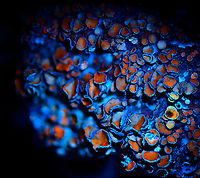 Common Orange Lichen - UV macro 1:1, Heesch, Netherlands Credit for using lichens as UV subjects goes to the makers of the Adaptalux lighting system, this is one of their tutorials. The difference is in magnification, they're using a non-macro approach whilst I tried my luck at 1:1, 2.5:1 and 5:1. <br />
https://www.jungledragon.com/image/93389/common_orange_lichen_-_uv_macro_2.51_heesch_netherlands.html<br />
https://www.jungledragon.com/image/93388/common_orange_lichen_-_uv_macro_51_heesch_netherlands.html Common orange lichen,Extreme Macro,Ultra Violet Light,Xanthoria parietina