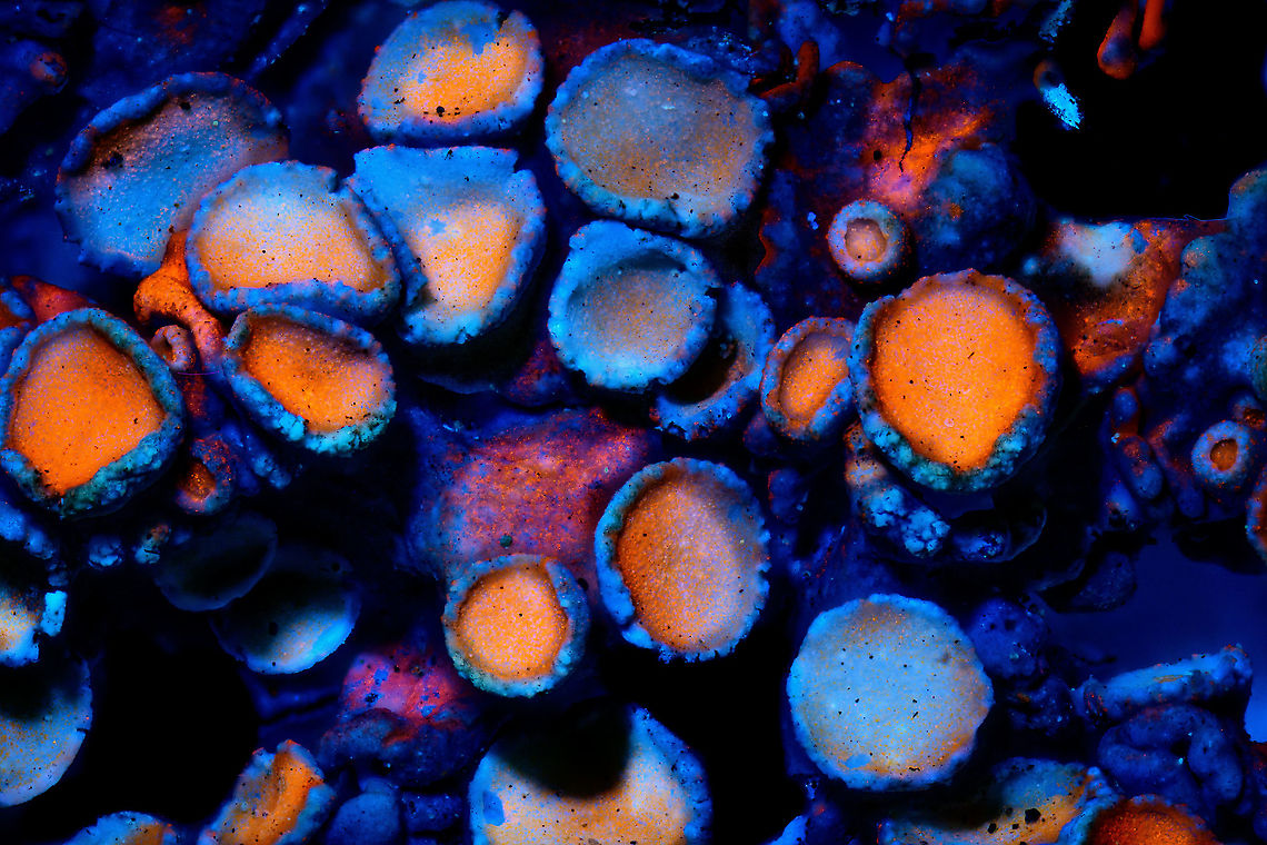 Common Orange Lichen - UV macro 5:1, Heesch, Netherlands Credit for using lichens as UV subjects goes to the makers of the Adaptalux lighting system, this is one of their tutorials. The difference is in magnification, they&#039;re using a non-macro approach whilst I tried my luck at 1:1, 2.5:1 and 5:1. <br />
<figure class="photo"><a href="https://www.jungledragon.com/image/93387/common_orange_lichen_-_uv_macro_11_heesch_netherlands.html" title="Common Orange Lichen - UV macro 1:1, Heesch, Netherlands"><img src="https://s3.amazonaws.com/media.jungledragon.com/images/2/93387_thumb.jpg?AWSAccessKeyId=05GMT0V3GWVNE7GGM1R2&Expires=1759968010&Signature=HJkrCKvTnxbnOeo0ZC5IDTw94l4%3D" width="200" height="178" alt="Common Orange Lichen - UV macro 1:1, Heesch, Netherlands Credit for using lichens as UV subjects goes to the makers of the Adaptalux lighting system, this is one of their tutorials. The difference is in magnification, they&#039;re using a non-macro approach whilst I tried my luck at 1:1, 2.5:1 and 5:1. <br />
https://www.jungledragon.com/image/93389/common_orange_lichen_-_uv_macro_2.51_heesch_netherlands.html<br />
https://www.jungledragon.com/image/93388/common_orange_lichen_-_uv_macro_51_heesch_netherlands.html Common orange lichen,Extreme Macro,Ultra Violet Light,Xanthoria parietina" /></a></figure><br />
<figure class="photo"><a href="https://www.jungledragon.com/image/93389/common_orange_lichen_-_uv_macro_2.51_heesch_netherlands.html" title="Common Orange Lichen - UV macro 2.5:1, Heesch, Netherlands"><img src="https://s3.amazonaws.com/media.jungledragon.com/images/2/93389_thumb.jpg?AWSAccessKeyId=05GMT0V3GWVNE7GGM1R2&Expires=1759968010&Signature=iM%2BtzLKY5bR%2BJ6XUMYZkdsMfWJ8%3D" width="200" height="134" alt="Common Orange Lichen - UV macro 2.5:1, Heesch, Netherlands Credit for using lichens as UV subjects goes to the makers of the Adaptalux lighting system, this is one of their tutorials. The difference is in magnification, they&#039;re using a non-macro approach whilst I tried my luck at 1:1, 2.5:1 and 5:1. <br />
https://www.jungledragon.com/image/93387/common_orange_lichen_-_uv_macro_11_heesch_netherlands.html<br />
https://www.jungledragon.com/image/93388/common_orange_lichen_-_uv_macro_51_heesch_netherlands.html Common orange lichen,Extreme Macro,Ultra Violet Light,WeMacro,Xanthoria parietina" /></a></figure> Common orange lichen,Extreme Macro,Ultra Violet Light,Xanthoria parietina