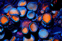 Common Orange Lichen - UV macro 5:1, Heesch, Netherlands Credit for using lichens as UV subjects goes to the makers of the Adaptalux lighting system, this is one of their tutorials. The difference is in magnification, they're using a non-macro approach whilst I tried my luck at 1:1, 2.5:1 and 5:1. <br />
https://www.jungledragon.com/image/93387/common_orange_lichen_-_uv_macro_11_heesch_netherlands.html<br />
https://www.jungledragon.com/image/93389/common_orange_lichen_-_uv_macro_2.51_heesch_netherlands.html Common orange lichen,Extreme Macro,Ultra Violet Light,Xanthoria parietina