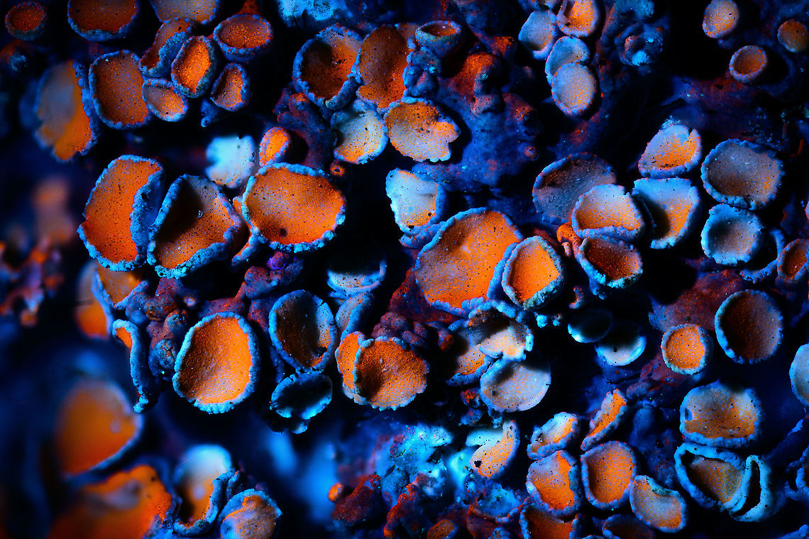 Common Orange Lichen - UV macro 2.5:1, Heesch, Netherlands Credit for using lichens as UV subjects goes to the makers of the Adaptalux lighting system, this is one of their tutorials. The difference is in magnification, they're using a non-macro approach whilst I tried my luck at 1:1, 2.5:1 and 5:1. <br />
<figure class="photo"><a href="https://www.jungledragon.com/image/93387/common_orange_lichen_-_uv_macro_11_heesch_netherlands.html" title="Common Orange Lichen - UV macro 1:1, Heesch, Netherlands"><img src="https://s3.amazonaws.com/media.jungledragon.com/images/2/93387_thumb.jpg?AWSAccessKeyId=05GMT0V3GWVNE7GGM1R2&Expires=1759968010&Signature=HJkrCKvTnxbnOeo0ZC5IDTw94l4%3D" width="200" height="178" alt="Common Orange Lichen - UV macro 1:1, Heesch, Netherlands Credit for using lichens as UV subjects goes to the makers of the Adaptalux lighting system, this is one of their tutorials. The difference is in magnification, they're using a non-macro approach whilst I tried my luck at 1:1, 2.5:1 and 5:1. <br />
https://www.jungledragon.com/image/93389/common_orange_lichen_-_uv_macro_2.51_heesch_netherlands.html<br />
https://www.jungledragon.com/image/93388/common_orange_lichen_-_uv_macro_51_heesch_netherlands.html Common orange lichen,Extreme Macro,Ultra Violet Light,Xanthoria parietina" /></a></figure><br />
<figure class="photo"><a href="https://www.jungledragon.com/image/93388/common_orange_lichen_-_uv_macro_51_heesch_netherlands.html" title="Common Orange Lichen - UV macro 5:1, Heesch, Netherlands"><img src="https://s3.amazonaws.com/media.jungledragon.com/images/2/93388_thumb.jpg?AWSAccessKeyId=05GMT0V3GWVNE7GGM1R2&Expires=1759968010&Signature=KS%2BxodvwRlwvhknyj4fESfO6sx8%3D" width="200" height="134" alt="Common Orange Lichen - UV macro 5:1, Heesch, Netherlands Credit for using lichens as UV subjects goes to the makers of the Adaptalux lighting system, this is one of their tutorials. The difference is in magnification, they're using a non-macro approach whilst I tried my luck at 1:1, 2.5:1 and 5:1. <br />
https://www.jungledragon.com/image/93387/common_orange_lichen_-_uv_macro_11_heesch_netherlands.html<br />
https://www.jungledragon.com/image/93389/common_orange_lichen_-_uv_macro_2.51_heesch_netherlands.html Common orange lichen,Extreme Macro,Ultra Violet Light,Xanthoria parietina" /></a></figure> Common orange lichen,Extreme Macro,Ultra Violet Light,WeMacro,Xanthoria parietina
