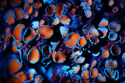 Common Orange Lichen - UV macro 2.5:1, Heesch, Netherlands Credit for using lichens as UV subjects goes to the makers of the Adaptalux lighting system, this is one of their tutorials. The difference is in magnification, they're using a non-macro approach whilst I tried my luck at 1:1, 2.5:1 and 5:1. 
https://www.jungledragon.com/image/93387/common_orange_lichen_-_uv_macro_11_heesch_netherlands.html
https://www.jungledragon.com/image/93388/common_orange_lichen_-_uv_macro_51_heesch_netherlands.html Common orange lichen,Extreme Macro,Ultra Violet Light,WeMacro,Xanthoria parietina