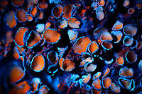 Common Orange Lichen - UV macro 2.5:1, Heesch, Netherlands Credit for using lichens as UV subjects goes to the makers of the Adaptalux lighting system, this is one of their tutorials. The difference is in magnification, they're using a non-macro approach whilst I tried my luck at 1:1, 2.5:1 and 5:1. <br />
https://www.jungledragon.com/image/93387/common_orange_lichen_-_uv_macro_11_heesch_netherlands.html<br />
https://www.jungledragon.com/image/93388/common_orange_lichen_-_uv_macro_51_heesch_netherlands.html Common orange lichen,Extreme Macro,Ultra Violet Light,WeMacro,Xanthoria parietina
