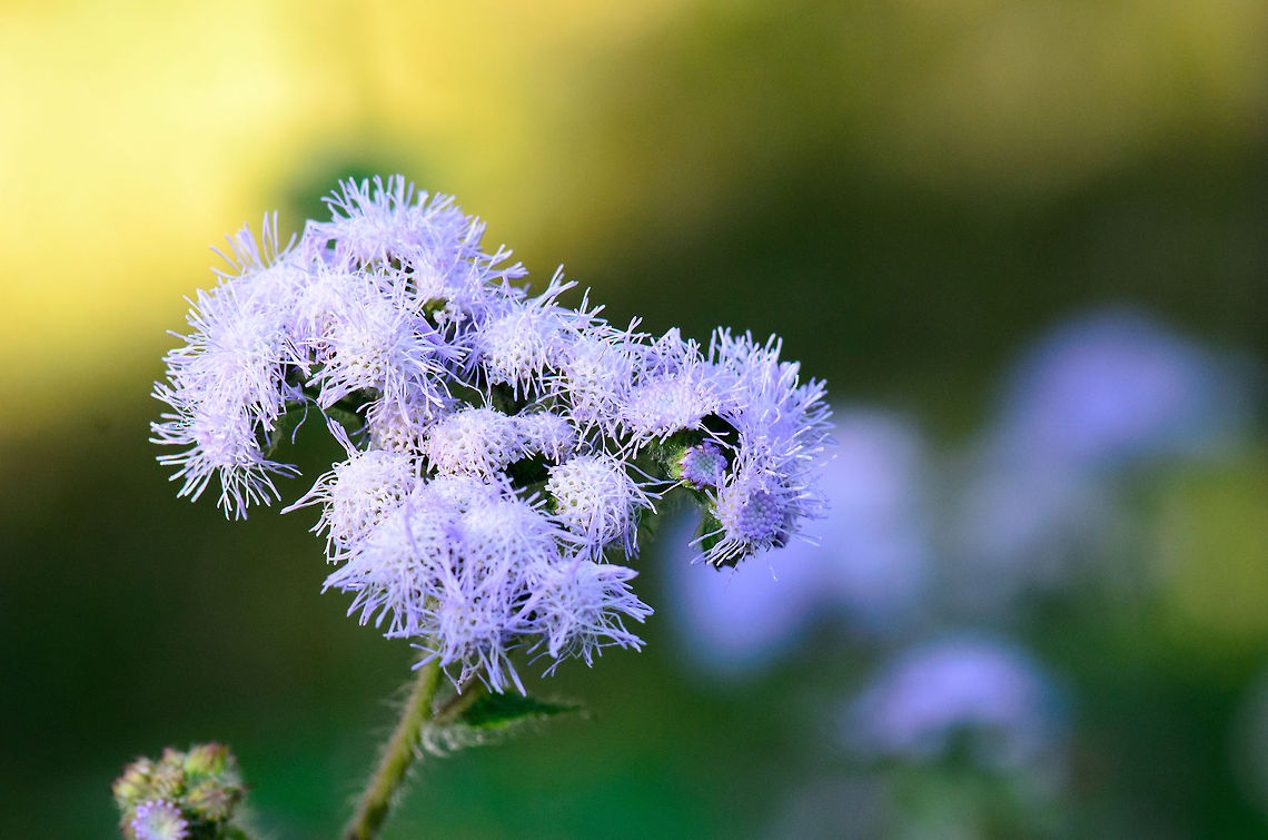 Madagascar Purple  Flower Specie unidentified. Found in Andasibe, Madagascar. Ageratum houstonianum,Andasibe,Flossflower,Madagascar