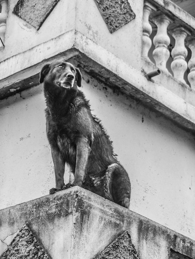 Hope (dispairing and disappearing) I know this is somewhat on the edge of the JungleDragon rule that does not allow for pet photos, but I wanted to show this semi-wild dog in Madagascar anyway, for it being so wounded and dirty, left to fend for himself in a hopeless situation. To us personally, this photo is our symbol of Madagascar&#039;s poverty. Ambositra,Canis lupus familiaris,Domestic dog,Madagascar