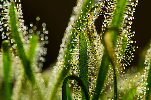 Cape Sundew recovery, Heesch, Netherlands This is a single shot 2.5x macro of a Cape Sundew, almost 3 weeks after the initial purchase. In this better state, leafs are upright and new leafs are growing. The plant is doing very well. When subjected to my "care" whilst thriving means it's solid, robust. 

The photo also shows the light potential of this subject, it basically consists of thousands of mirrors. Cape Sundew,Drosera capensis,Europe,Heesch,Netherlands,World