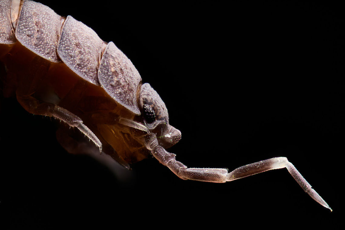 Wood louse, 5:1, Heesch, Netherlands I think this is a wood louse. I found it belly up at the bottom of my shallow pond. <br />
<br />
As a positive note, slowly I'm improving the technical quality at higher magnifications, in particular sharpness and the preservation of detail. It looks OK to me at this level, yet as you zoom in a mistake becomes visible: rows of alternating sharp and unsharp parts. This means the step size of the stack was too big. <br />
<br />
Positivity ends there, as I did almost everything else wrong, in particular the handling of this subject. I tried to pierce it with a needle on the underside, yet pierced too hard, straight through it. An irreversable mistake that makes a total body shot impossible. The idea was bad in any case, as for such a lengthy subject, it means it hangs down on both sides, a very unnatural pose. Another problem is the other antennae curled up wrapped around its head, something I do not have the tools for to fix. I also failed to clean it, see algae threads on the subject. <br />
<br />
In other words, a lot of potential wasted. I don't despair over these mistakes, I just acknowledge that once technical quality is somewhat under control, specimen preparation becomes the next frontier to improve upon. <br />
<br />
Features I found interesting at this magnification are the berry-like eyes and its spotted head pattern. Extreme Macro,Heesch,The Netherlands