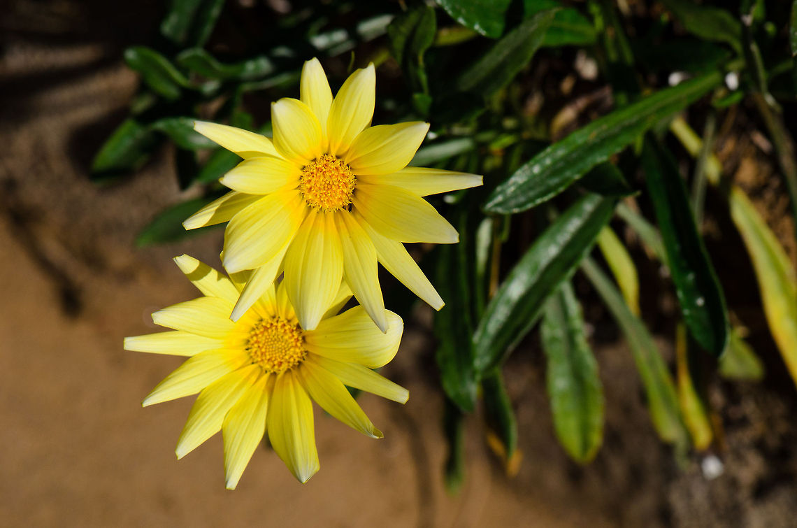 Madagascar Yellow Flowers Specie unidentified. Found in Andasibe, Madagascar. Andasibe,Gazania rigens,Madagascar