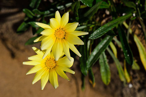 Madagascar Yellow Flowers Specie unidentified. Found in Andasibe, Madagascar. Andasibe,Gazania rigens,Madagascar