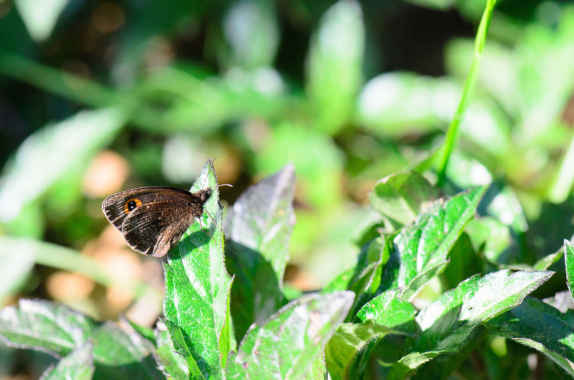 The sharpest sight, a camera's delight  Andasibe,Madagascar,Strabena vinsoni