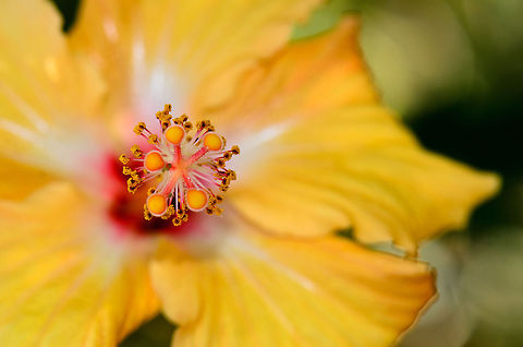Madagascar Hibiscus macro I'm really terrible at plant identification. I'm sure this is a hibiscus but unsure which of the several thousand species that family has. Andasibe,Chinese hibiscus,Geotagged,Hibiscus rosa-sinensis,Madagascar