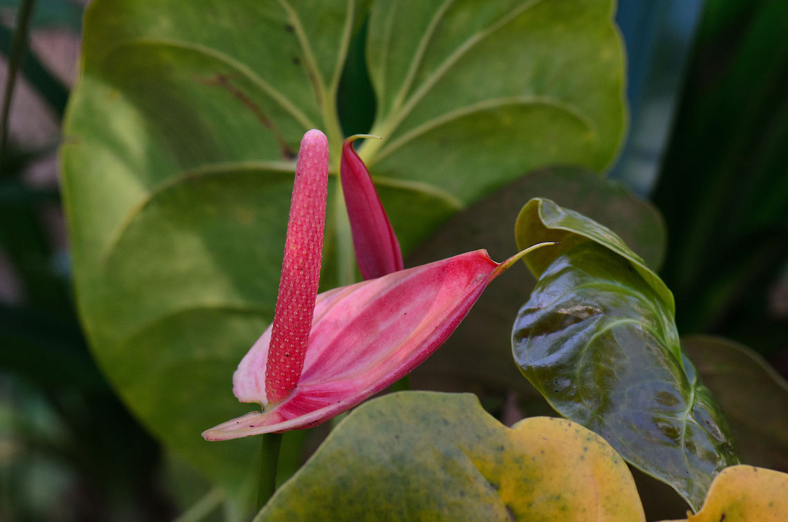 Madagascar Pink Anthurium  Also called the &quot;Flamingo flower&quot;. Exact specie unknown. A. andraeanum,Andasibe,Anthurium Andraeanum,Madagascar