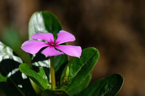 Catharanthus roseus Found in the gardens near our lodge in Andasibe, Madagascar. Andasibe,Catharanthus roseus,Madagascar,Madagascar periwinkle