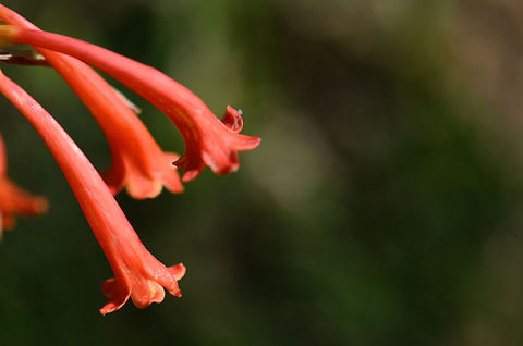 Madagascar red clocks-like flower Specie unidentified. Found in Andasibe, Madagascar. Andasibe,Lonicera sempervirens,Madagascar