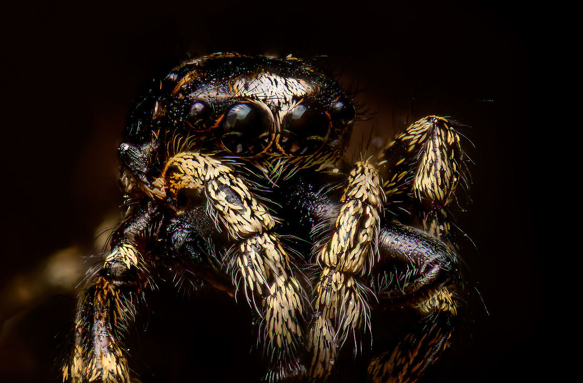 Jumping spider (5:1), Heesch, Netherlands This image stirs up an internal dilemma. It's the first subject I intentionally killed just for the sake of photographing it. I feel quite bad about it, it's not really me, or my style.<br />
<br />
I do understand that it's hypocritical and perhaps disproportionate to be overly emotional about it. I've probably killed thousands of arthropods completely unknowing, simply by walking. I also regularly kill flies and mosquitos with no remorse. Those in the business of studying arthropods, sacrifice them with ease. And on an even bigger scale, the resources needed to supply my lifestyle probably displaces millions of insects, given their vast numbers.<br />
<br />
So it is melodramatic, yet the emotional angle is strong. This one was happily hopping along in the garden and made the fatal mistake of meeting me. Even more screwed up is that I greatly admire the animal. And as emotions are irrational, it feels bad mostly because we think jumping spiders are cute. They sure look cute, yet are merciless predators. A house fly is no problem for me though. It even brings satisfaction to kill one. Because those are not cute.<br />
<br />
I don't have a final position. I don't judge others who do this yet do judge myself. I prefer not to do this but won't promise I never will. And when I will, I will always disclose it.<br />
<br />
Anyway, to make matter worse, I'm unable to ID it. Extreme Macro,WeMacro