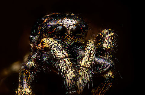 Jumping spider (5:1), Heesch, Netherlands This image stirs up an internal dilemma. It's the first subject I intentionally killed just for the sake of photographing it. I feel quite bad about it, it's not really me, or my style.

I do understand that it's hypocritical and perhaps disproportionate to be overly emotional about it. I've probably killed thousands of arthropods completely unknowing, simply by walking. I also regularly kill flies and mosquitos with no remorse. Those in the business of studying arthropods, sacrifice them with ease. And on an even bigger scale, the resources needed to supply my lifestyle probably displaces millions of insects, given their vast numbers.

So it is melodramatic, yet the emotional angle is strong. This one was happily hopping along in the garden and made the fatal mistake of meeting me. Even more screwed up is that I greatly admire the animal. And as emotions are irrational, it feels bad mostly because we think jumping spiders are cute. They sure look cute, yet are merciless predators. A house fly is no problem for me though. It even brings satisfaction to kill one. Because those are not cute.

I don't have a final position. I don't judge others who do this yet do judge myself. I prefer not to do this but won't promise I never will. And when I will, I will always disclose it.

Anyway, to make matter worse, I'm unable to ID it. Extreme Macro,WeMacro