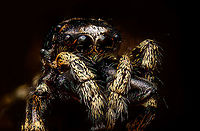 Jumping spider (5:1), Heesch, Netherlands This image stirs up an internal dilemma. It's the first subject I intentionally killed just for the sake of photographing it. I feel quite bad about it, it's not really me, or my style.<br />
<br />
I do understand that it's hypocritical and perhaps disproportionate to be overly emotional about it. I've probably killed thousands of arthropods completely unknowing, simply by walking. I also regularly kill flies and mosquitos with no remorse. Those in the business of studying arthropods, sacrifice them with ease. And on an even bigger scale, the resources needed to supply my lifestyle probably displaces millions of insects, given their vast numbers.<br />
<br />
So it is melodramatic, yet the emotional angle is strong. This one was happily hopping along in the garden and made the fatal mistake of meeting me. Even more screwed up is that I greatly admire the animal. And as emotions are irrational, it feels bad mostly because we think jumping spiders are cute. They sure look cute, yet are merciless predators. A house fly is no problem for me though. It even brings satisfaction to kill one. Because those are not cute.<br />
<br />
I don't have a final position. I don't judge others who do this yet do judge myself. I prefer not to do this but won't promise I never will. And when I will, I will always disclose it.<br />
<br />
Anyway, to make matter worse, I'm unable to ID it. Extreme Macro,WeMacro