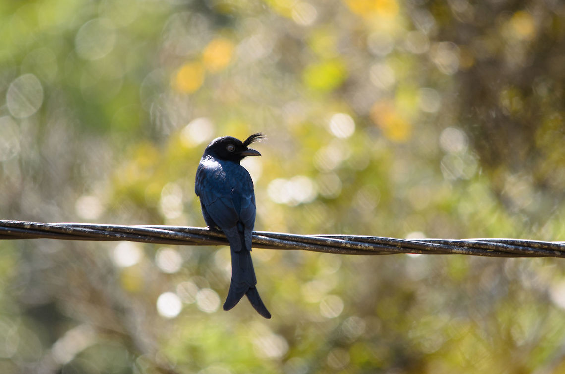 Crested Drongo on wire  Andasibe,Crested Drongo,Dicrurus forficatus,Madagascar