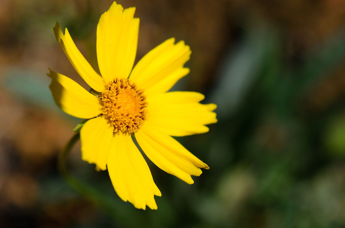 Madagascar Star tickseed Specie unidentified. Found in Andasibe, Madagascar. Andasibe,Asteraceae,Coreopsis pubescens,Geotagged,Madagascar