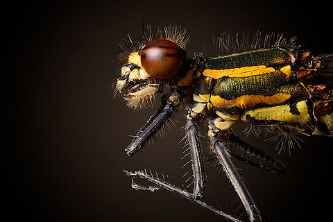 Large Red Damselfly - male (2.5:1), Heesch, Netherlands https://www.jungledragon.com/image/93551/large_red_damselfly_-_male_51_heesch_netherlands.html
Henriette found this struggling damselfly on the doorstep of our garden, saving it from being squashed as we regularly pass through there. It looked bodily intact yet barely moving and very sandy. It made no attempt to flee or escape. I already had it in a tube as a stacking subject, when I changed my mind and gave it a second chance. It put it in a sunny place and gave it drips of water. I waited for 4 hours yet it stayed in its miserable state. It wasn't going to make it. I found 4 more of the same species in the garden, all healthy.

As a side note: it concerns me to find insects that are bodily intact yet dying. It has me thinking they may have a neurological problem. Read: they are poisoned. I live in an area with intense agriculture and it is known that some pesticides are designed to attach to receptors in the insect's brain, poisoning them very slowly. I don't have the skill or evidence to suggest that this is what happened, it's just something on my mind.

This looks to be the male of the species. Both shots are side views at 2.5 and 5 x macro, respectively, lit by a single flash with a big diffuser. Extreme Macro,Large Red Damselfly,Pyrrhosoma nymphula,WeMacro