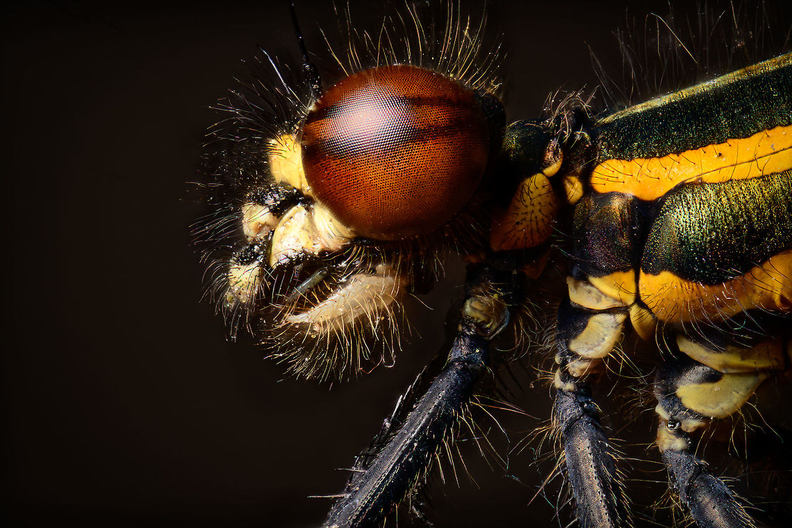 Large Red Damselfly - male (5:1), Heesch, Netherlands <figure class="photo"><a href="https://www.jungledragon.com/image/93550/large_red_damselfly_-_male_2.51_heesch_netherlands.html" title="Large Red Damselfly - male (2.5:1), Heesch, Netherlands"><img src="https://s3.amazonaws.com/media.jungledragon.com/images/2/93550_thumb.jpg?AWSAccessKeyId=05GMT0V3GWVNE7GGM1R2&Expires=1767225610&Signature=N2P94hcJzPS69PhZiVJEhPtdadA%3D" width="200" height="134" alt="Large Red Damselfly - male (2.5:1), Heesch, Netherlands https://www.jungledragon.com/image/93551/large_red_damselfly_-_male_51_heesch_netherlands.html<br />
Henriette found this struggling damselfly on the doorstep of our garden, saving it from being squashed as we regularly pass through there. It looked bodily intact yet barely moving and very sandy. It made no attempt to flee or escape. I already had it in a tube as a stacking subject, when I changed my mind and gave it a second chance. It put it in a sunny place and gave it drips of water. I waited for 4 hours yet it stayed in its miserable state. It wasn&#039;t going to make it. I found 4 more of the same species in the garden, all healthy.<br />
<br />
As a side note: it concerns me to find insects that are bodily intact yet dying. It has me thinking they may have a neurological problem. Read: they are poisoned. I live in an area with intense agriculture and it is known that some pesticides are designed to attach to receptors in the insect&#039;s brain, poisoning them very slowly. I don&#039;t have the skill or evidence to suggest that this is what happened, it&#039;s just something on my mind.<br />
<br />
This looks to be the male of the species. Both shots are side views at 2.5 and 5 x macro, respectively, lit by a single flash with a big diffuser. Extreme Macro,Large Red Damselfly,Pyrrhosoma nymphula,WeMacro" /></a></figure><br />
Henriette found this struggling damselfly on the doorstep of our garden, saving it from being squashed as we regularly pass through there. It looked bodily intact yet barely moving and very sandy. It made no attempt to flee or escape. I already had it in a tube as a stacking subject, when I changed my mind and gave it a second chance. It put it in a sunny place and gave it drips of water. I waited for 4 hours yet it stayed in its miserable state. It wasn&#039;t going to make it. I found 4 more of the same species in the garden, all healthy.<br />
<br />
As a side note: it concerns me to find insects that are bodily intact yet dying. It has me thinking they may have a neurological problem. Read: they are poisoned. I live in an area with intense agriculture and it is known that some pesticides are designed to attach to receptors in the insect&#039;s brain, poisoning them very slowly. I don&#039;t have the skill or evidence to suggest that this is what happened, it&#039;s just something on my mind.<br />
<br />
This looks to be the male of the species. Both shots are side views at 2.5 and 5 x macro, respectively, lit by a single flash with a big diffuser. Extreme Macro,Extreme Macro Portraits,Large Red Damselfly,Pyrrhosoma nymphula,WeMacro