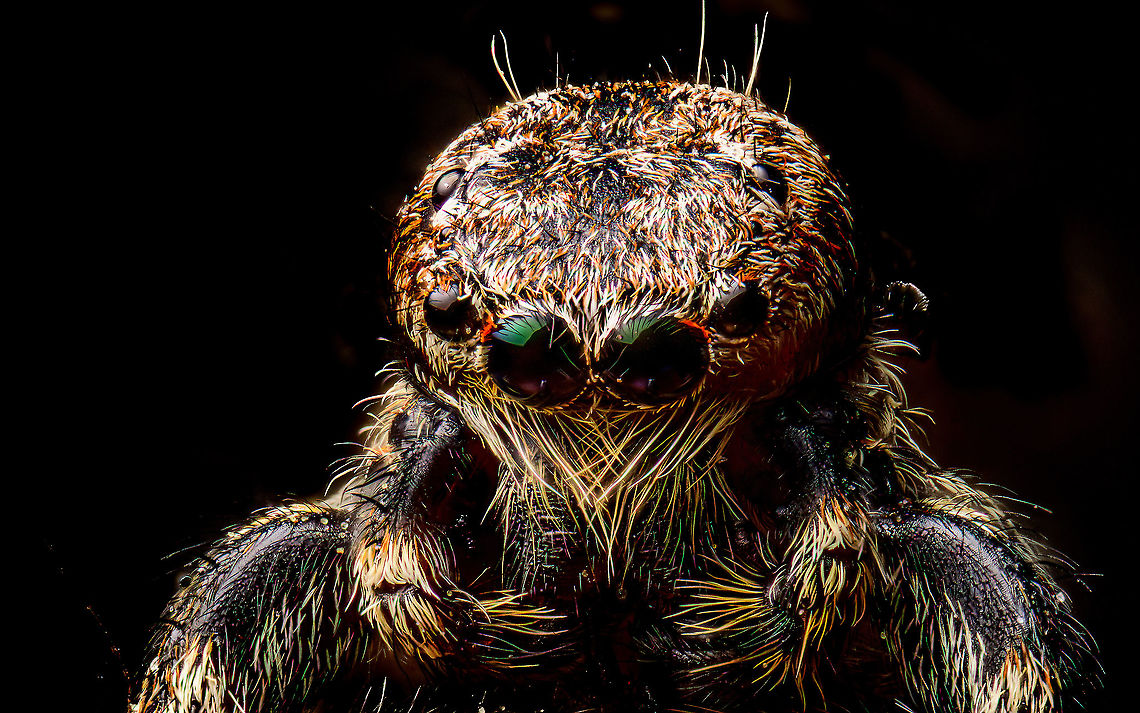 Zebra Spider (5:1), Heesch, Netherlands Found in our garden, and sacrificed. For some deeper thoughts on the ethics of this, please see this post:<br />
<figure class="photo"><a href="https://www.jungledragon.com/image/93491/jumping_spider_51_heesch_netherlands.html" title="Jumping spider (5:1), Heesch, Netherlands"><img src="https://s3.amazonaws.com/media.jungledragon.com/images/2/93491_thumb.jpg?AWSAccessKeyId=05GMT0V3GWVNE7GGM1R2&Expires=1767225610&Signature=8zoTf7reBwiEnhIhxGWHV1xeUdU%3D" width="200" height="132" alt="Jumping spider (5:1), Heesch, Netherlands This image stirs up an internal dilemma. It&#039;s the first subject I intentionally killed just for the sake of photographing it. I feel quite bad about it, it&#039;s not really me, or my style.<br />
<br />
I do understand that it&#039;s hypocritical and perhaps disproportionate to be overly emotional about it. I&#039;ve probably killed thousands of arthropods completely unknowing, simply by walking. I also regularly kill flies and mosquitos with no remorse. Those in the business of studying arthropods, sacrifice them with ease. And on an even bigger scale, the resources needed to supply my lifestyle probably displaces millions of insects, given their vast numbers.<br />
<br />
So it is melodramatic, yet the emotional angle is strong. This one was happily hopping along in the garden and made the fatal mistake of meeting me. Even more screwed up is that I greatly admire the animal. And as emotions are irrational, it feels bad mostly because we think jumping spiders are cute. They sure look cute, yet are merciless predators. A house fly is no problem for me though. It even brings satisfaction to kill one. Because those are not cute.<br />
<br />
I don&#039;t have a final position. I don&#039;t judge others who do this yet do judge myself. I prefer not to do this but won&#039;t promise I never will. And when I will, I will always disclose it.<br />
<br />
Anyway, to make matter worse, I&#039;m unable to ID it. Extreme Macro,WeMacro" /></a></figure><br />
There&#039;s quite a few of them in our garden yet they are hard to detect when actively looking for them. Instead, just sit down for 10 minutes in a sunny place near plants and likely one appears.  Extreme Macro,Salticus scenicus,WeMacro,Zebra spider