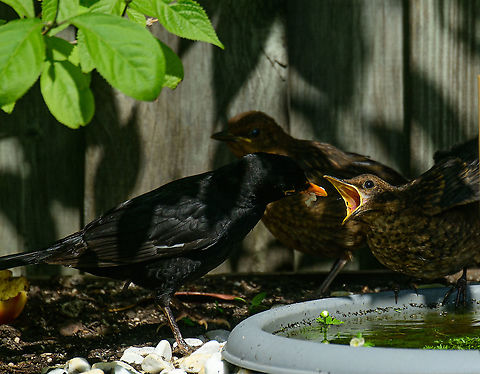 Common Blackbird - male feeding chicks, Heesch, Netherlands An update on the chronicles of the common blackbird, playing out their entire reproducive lifecycle in our garden. Which we get to watch in great detail, given our prolonged home stay. 

A few weeks earlier, we saw the male and female collecting big amounts of food, meaning the young are born. Here we get to meet the young. There's 3 in total, yet these photos show just 2. They look large and fluffy and follow the male everywhere. It's the male's job to feed these beggars, as the female is already trying to start yet another family.

The young are chaotic, clumsy and dependent. They have working bills so could easily pick a worm or in this case the apple. But they refuse even if the food is straight in front of them. Dad must insert it directly into their bill. They also keep moving around, adding stress to dad as he constantly have to find them again, and not just one.

Blackbirds are terrible at picking nest sites. They tend to position them at 1m or lower, making them easy prey for cats, and sometimes birds of prey. This is perhaps the most vulnerable phase for the young, as they are slow, poor flyers and naive. 

Our 17 year old cat is still too slow and disinterested to catch them yet I ensure he only goes in the yard when they aren't around. 
https://www.jungledragon.com/image/93650/common_blackbird_-_male_feeding_chicks_2_heesch_netherlands.html
https://www.jungledragon.com/image/93651/common_blackbird_-_chick_heesch_netherlands.html
https://www.jungledragon.com/image/93652/common_blackbird_-_male_feeding_chicks_3_heesch_netherlands.html Common Blackbird,Europe,Garden,Heesch,Netherlands,Turdus merula,World