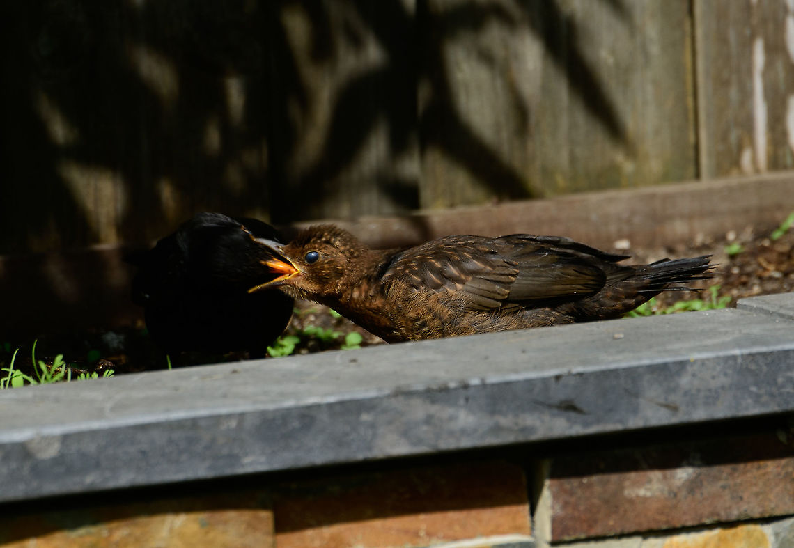 Common Blackbird - male feeding chicks 2, Heesch, Netherlands An update on the chronicles of the common blackbird, playing out their entire reproducive lifecycle in our garden. Which we get to watch in great detail, given our prolonged home stay. <br />
<br />
A few weeks earlier, we saw the male and female collecting big amounts of food, meaning the young are born. Here we get to meet the young. There&#039;s 3 in total, yet these photos show just 2. They look large and fluffy and follow the male everywhere. It&#039;s the male&#039;s job to feed these beggars, as the female is already trying to start yet another family.<br />
<br />
The young are chaotic, clumsy and dependent. They have working bills so could easily pick a worm or in this case the apple. But they refuse even if the food is straight in front of them. Dad must insert it directly into their bill. They also keep moving around, adding stress to dad as he constantly have to find them again, and not just one.<br />
<br />
Blackbirds are terrible at picking nest sites. They tend to position them at 1m or lower, making them easy prey for cats, and sometimes birds of prey. This is perhaps the most vulnerable phase for the young, as they are slow, poor flyers and naive. <br />
<br />
Our 17 year old cat is still too slow and disinterested to catch them yet I ensure he only goes in the yard when they aren&#039;t around. <br />
<figure class="photo"><a href="https://www.jungledragon.com/image/93649/common_blackbird_-_male_feeding_chicks_heesch_netherlands.html" title="Common Blackbird - male feeding chicks, Heesch, Netherlands"><img src="https://s3.amazonaws.com/media.jungledragon.com/images/2/93649_thumb.jpg?AWSAccessKeyId=05GMT0V3GWVNE7GGM1R2&Expires=1759968010&Signature=kxXJFdw9B0z6RC9K00DzG1DNI%2Bg%3D" width="200" height="156" alt="Common Blackbird - male feeding chicks, Heesch, Netherlands An update on the chronicles of the common blackbird, playing out their entire reproducive lifecycle in our garden. Which we get to watch in great detail, given our prolonged home stay. <br />
<br />
A few weeks earlier, we saw the male and female collecting big amounts of food, meaning the young are born. Here we get to meet the young. There&#039;s 3 in total, yet these photos show just 2. They look large and fluffy and follow the male everywhere. It&#039;s the male&#039;s job to feed these beggars, as the female is already trying to start yet another family.<br />
<br />
The young are chaotic, clumsy and dependent. They have working bills so could easily pick a worm or in this case the apple. But they refuse even if the food is straight in front of them. Dad must insert it directly into their bill. They also keep moving around, adding stress to dad as he constantly have to find them again, and not just one.<br />
<br />
Blackbirds are terrible at picking nest sites. They tend to position them at 1m or lower, making them easy prey for cats, and sometimes birds of prey. This is perhaps the most vulnerable phase for the young, as they are slow, poor flyers and naive. <br />
<br />
Our 17 year old cat is still too slow and disinterested to catch them yet I ensure he only goes in the yard when they aren&#039;t around. <br />
https://www.jungledragon.com/image/93650/common_blackbird_-_male_feeding_chicks_2_heesch_netherlands.html<br />
https://www.jungledragon.com/image/93651/common_blackbird_-_chick_heesch_netherlands.html<br />
https://www.jungledragon.com/image/93652/common_blackbird_-_male_feeding_chicks_3_heesch_netherlands.html Common Blackbird,Europe,Garden,Heesch,Netherlands,Turdus merula,World" /></a></figure><br />
<figure class="photo"><a href="https://www.jungledragon.com/image/93651/common_blackbird_-_chick_heesch_netherlands.html" title="Common Blackbird - chick, Heesch, Netherlands"><img src="https://s3.amazonaws.com/media.jungledragon.com/images/2/93651_thumb.jpg?AWSAccessKeyId=05GMT0V3GWVNE7GGM1R2&Expires=1759968010&Signature=X5aK6o4UkzTNMAW407VFavHIQCM%3D" width="200" height="180" alt="Common Blackbird - chick, Heesch, Netherlands An update on the chronicles of the common blackbird, playing out their entire reproducive lifecycle in our garden. Which we get to watch in great detail, given our prolonged home stay. <br />
<br />
A few weeks earlier, we saw the male and female collecting big amounts of food, meaning the young are born. Here we get to meet the young. There&#039;s 3 in total, yet these photos show just 2. They look large and fluffy and follow the male everywhere. It&#039;s the male&#039;s job to feed these beggars, as the female is already trying to start yet another family.<br />
<br />
The young are chaotic, clumsy and dependent. They have working bills so could easily pick a worm or in this case the apple. But they refuse even if the food is straight in front of them. Dad must insert it directly into their bill. They also keep moving around, adding stress to dad as he constantly have to find them again, and not just one.<br />
<br />
Blackbirds are terrible at picking nest sites. They tend to position them at 1m or lower, making them easy prey for cats, and sometimes birds of prey. This is perhaps the most vulnerable phase for the young, as they are slow, poor flyers and naive. <br />
<br />
Our 17 year old cat is still too slow and disinterested to catch them yet I ensure he only goes in the yard when they aren&#039;t around. <br />
https://www.jungledragon.com/image/93649/common_blackbird_-_male_feeding_chicks_heesch_netherlands.html<br />
https://www.jungledragon.com/image/93650/common_blackbird_-_male_feeding_chicks_2_heesch_netherlands.html<br />
https://www.jungledragon.com/image/93652/common_blackbird_-_male_feeding_chicks_3_heesch_netherlands.html Common Blackbird,Europe,Garden,Heesch,Netherlands,Turdus merula,World" /></a></figure><br />
<figure class="photo"><a href="https://www.jungledragon.com/image/93652/common_blackbird_-_male_feeding_chicks_3_heesch_netherlands.html" title="Common Blackbird - male feeding chicks 3, Heesch, Netherlands"><img src="https://s3.amazonaws.com/media.jungledragon.com/images/2/93652_thumb.jpg?AWSAccessKeyId=05GMT0V3GWVNE7GGM1R2&Expires=1759968010&Signature=y4fjgmvCo2iTPOMJPOK84BWfGTc%3D" width="200" height="116" alt="Common Blackbird - male feeding chicks 3, Heesch, Netherlands An update on the chronicles of the common blackbird, playing out their entire reproducive lifecycle in our garden. Which we get to watch in great detail, given our prolonged home stay. <br />
<br />
A few weeks earlier, we saw the male and female collecting big amounts of food, meaning the young are born. Here we get to meet the young. There&#039;s 3 in total, yet these photos show just 2. They look large and fluffy and follow the male everywhere. It&#039;s the male&#039;s job to feed these beggars, as the female is already trying to start yet another family.<br />
<br />
The young are chaotic, clumsy and dependent. They have working bills so could easily pick a worm or in this case the apple. But they refuse even if the food is straight in front of them. Dad must insert it directly into their bill. They also keep moving around, adding stress to dad as he constantly have to find them again, and not just one.<br />
<br />
Blackbirds are terrible at picking nest sites. They tend to position them at 1m or lower, making them easy prey for cats, and sometimes birds of prey. This is perhaps the most vulnerable phase for the young, as they are slow, poor flyers and naive. <br />
<br />
Our 17 year old cat is still too slow and disinterested to catch them yet I ensure he only goes in the yard when they aren&#039;t around. <br />
https://www.jungledragon.com/image/93649/common_blackbird_-_male_feeding_chicks_heesch_netherlands.html<br />
https://www.jungledragon.com/image/93650/common_blackbird_-_male_feeding_chicks_2_heesch_netherlands.html<br />
https://www.jungledragon.com/image/93651/common_blackbird_-_chick_heesch_netherlands.html Common Blackbird,Europe,Garden,Heesch,Netherlands,Turdus merula,World" /></a></figure> Common Blackbird,Europe,Garden,Heesch,Netherlands,Turdus merula,World