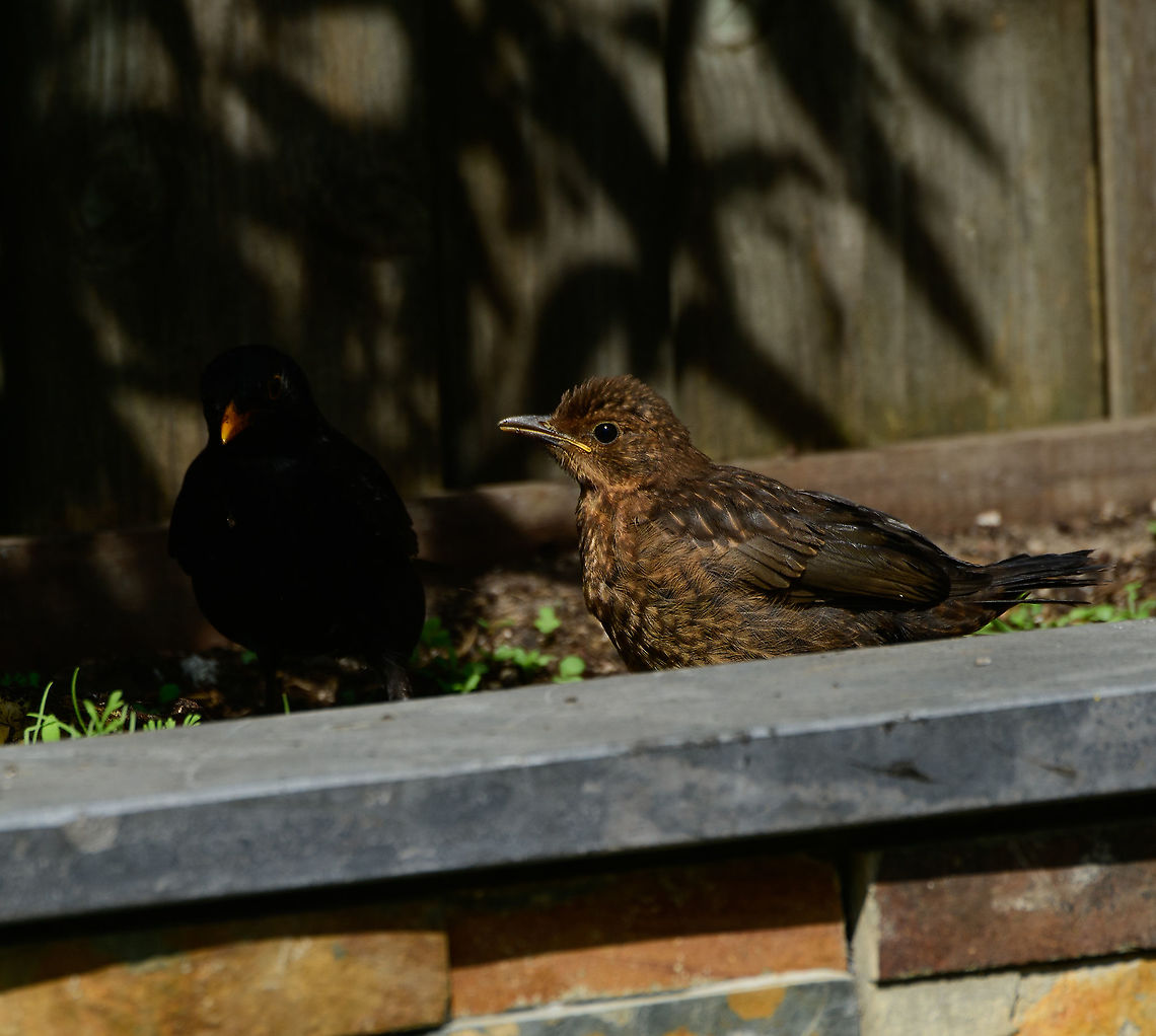 Common Blackbird - chick, Heesch, Netherlands An update on the chronicles of the common blackbird, playing out their entire reproducive lifecycle in our garden. Which we get to watch in great detail, given our prolonged home stay. <br />
<br />
A few weeks earlier, we saw the male and female collecting big amounts of food, meaning the young are born. Here we get to meet the young. There&#039;s 3 in total, yet these photos show just 2. They look large and fluffy and follow the male everywhere. It&#039;s the male&#039;s job to feed these beggars, as the female is already trying to start yet another family.<br />
<br />
The young are chaotic, clumsy and dependent. They have working bills so could easily pick a worm or in this case the apple. But they refuse even if the food is straight in front of them. Dad must insert it directly into their bill. They also keep moving around, adding stress to dad as he constantly have to find them again, and not just one.<br />
<br />
Blackbirds are terrible at picking nest sites. They tend to position them at 1m or lower, making them easy prey for cats, and sometimes birds of prey. This is perhaps the most vulnerable phase for the young, as they are slow, poor flyers and naive. <br />
<br />
Our 17 year old cat is still too slow and disinterested to catch them yet I ensure he only goes in the yard when they aren&#039;t around. <br />
<figure class="photo"><a href="https://www.jungledragon.com/image/93649/common_blackbird_-_male_feeding_chicks_heesch_netherlands.html" title="Common Blackbird - male feeding chicks, Heesch, Netherlands"><img src="https://s3.amazonaws.com/media.jungledragon.com/images/2/93649_thumb.jpg?AWSAccessKeyId=05GMT0V3GWVNE7GGM1R2&Expires=1759968010&Signature=kxXJFdw9B0z6RC9K00DzG1DNI%2Bg%3D" width="200" height="156" alt="Common Blackbird - male feeding chicks, Heesch, Netherlands An update on the chronicles of the common blackbird, playing out their entire reproducive lifecycle in our garden. Which we get to watch in great detail, given our prolonged home stay. <br />
<br />
A few weeks earlier, we saw the male and female collecting big amounts of food, meaning the young are born. Here we get to meet the young. There&#039;s 3 in total, yet these photos show just 2. They look large and fluffy and follow the male everywhere. It&#039;s the male&#039;s job to feed these beggars, as the female is already trying to start yet another family.<br />
<br />
The young are chaotic, clumsy and dependent. They have working bills so could easily pick a worm or in this case the apple. But they refuse even if the food is straight in front of them. Dad must insert it directly into their bill. They also keep moving around, adding stress to dad as he constantly have to find them again, and not just one.<br />
<br />
Blackbirds are terrible at picking nest sites. They tend to position them at 1m or lower, making them easy prey for cats, and sometimes birds of prey. This is perhaps the most vulnerable phase for the young, as they are slow, poor flyers and naive. <br />
<br />
Our 17 year old cat is still too slow and disinterested to catch them yet I ensure he only goes in the yard when they aren&#039;t around. <br />
https://www.jungledragon.com/image/93650/common_blackbird_-_male_feeding_chicks_2_heesch_netherlands.html<br />
https://www.jungledragon.com/image/93651/common_blackbird_-_chick_heesch_netherlands.html<br />
https://www.jungledragon.com/image/93652/common_blackbird_-_male_feeding_chicks_3_heesch_netherlands.html Common Blackbird,Europe,Garden,Heesch,Netherlands,Turdus merula,World" /></a></figure><br />
<figure class="photo"><a href="https://www.jungledragon.com/image/93650/common_blackbird_-_male_feeding_chicks_2_heesch_netherlands.html" title="Common Blackbird - male feeding chicks 2, Heesch, Netherlands"><img src="https://s3.amazonaws.com/media.jungledragon.com/images/2/93650_thumb.jpg?AWSAccessKeyId=05GMT0V3GWVNE7GGM1R2&Expires=1759968010&Signature=9Fg6FMQW%2BeajWYzjLX%2Fp8DlTFTc%3D" width="200" height="140" alt="Common Blackbird - male feeding chicks 2, Heesch, Netherlands An update on the chronicles of the common blackbird, playing out their entire reproducive lifecycle in our garden. Which we get to watch in great detail, given our prolonged home stay. <br />
<br />
A few weeks earlier, we saw the male and female collecting big amounts of food, meaning the young are born. Here we get to meet the young. There&#039;s 3 in total, yet these photos show just 2. They look large and fluffy and follow the male everywhere. It&#039;s the male&#039;s job to feed these beggars, as the female is already trying to start yet another family.<br />
<br />
The young are chaotic, clumsy and dependent. They have working bills so could easily pick a worm or in this case the apple. But they refuse even if the food is straight in front of them. Dad must insert it directly into their bill. They also keep moving around, adding stress to dad as he constantly have to find them again, and not just one.<br />
<br />
Blackbirds are terrible at picking nest sites. They tend to position them at 1m or lower, making them easy prey for cats, and sometimes birds of prey. This is perhaps the most vulnerable phase for the young, as they are slow, poor flyers and naive. <br />
<br />
Our 17 year old cat is still too slow and disinterested to catch them yet I ensure he only goes in the yard when they aren&#039;t around. <br />
https://www.jungledragon.com/image/93649/common_blackbird_-_male_feeding_chicks_heesch_netherlands.html<br />
https://www.jungledragon.com/image/93651/common_blackbird_-_chick_heesch_netherlands.html<br />
https://www.jungledragon.com/image/93652/common_blackbird_-_male_feeding_chicks_3_heesch_netherlands.html Common Blackbird,Europe,Garden,Heesch,Netherlands,Turdus merula,World" /></a></figure><br />
<figure class="photo"><a href="https://www.jungledragon.com/image/93652/common_blackbird_-_male_feeding_chicks_3_heesch_netherlands.html" title="Common Blackbird - male feeding chicks 3, Heesch, Netherlands"><img src="https://s3.amazonaws.com/media.jungledragon.com/images/2/93652_thumb.jpg?AWSAccessKeyId=05GMT0V3GWVNE7GGM1R2&Expires=1759968010&Signature=y4fjgmvCo2iTPOMJPOK84BWfGTc%3D" width="200" height="116" alt="Common Blackbird - male feeding chicks 3, Heesch, Netherlands An update on the chronicles of the common blackbird, playing out their entire reproducive lifecycle in our garden. Which we get to watch in great detail, given our prolonged home stay. <br />
<br />
A few weeks earlier, we saw the male and female collecting big amounts of food, meaning the young are born. Here we get to meet the young. There&#039;s 3 in total, yet these photos show just 2. They look large and fluffy and follow the male everywhere. It&#039;s the male&#039;s job to feed these beggars, as the female is already trying to start yet another family.<br />
<br />
The young are chaotic, clumsy and dependent. They have working bills so could easily pick a worm or in this case the apple. But they refuse even if the food is straight in front of them. Dad must insert it directly into their bill. They also keep moving around, adding stress to dad as he constantly have to find them again, and not just one.<br />
<br />
Blackbirds are terrible at picking nest sites. They tend to position them at 1m or lower, making them easy prey for cats, and sometimes birds of prey. This is perhaps the most vulnerable phase for the young, as they are slow, poor flyers and naive. <br />
<br />
Our 17 year old cat is still too slow and disinterested to catch them yet I ensure he only goes in the yard when they aren&#039;t around. <br />
https://www.jungledragon.com/image/93649/common_blackbird_-_male_feeding_chicks_heesch_netherlands.html<br />
https://www.jungledragon.com/image/93650/common_blackbird_-_male_feeding_chicks_2_heesch_netherlands.html<br />
https://www.jungledragon.com/image/93651/common_blackbird_-_chick_heesch_netherlands.html Common Blackbird,Europe,Garden,Heesch,Netherlands,Turdus merula,World" /></a></figure> Common Blackbird,Europe,Garden,Heesch,Netherlands,Turdus merula,World