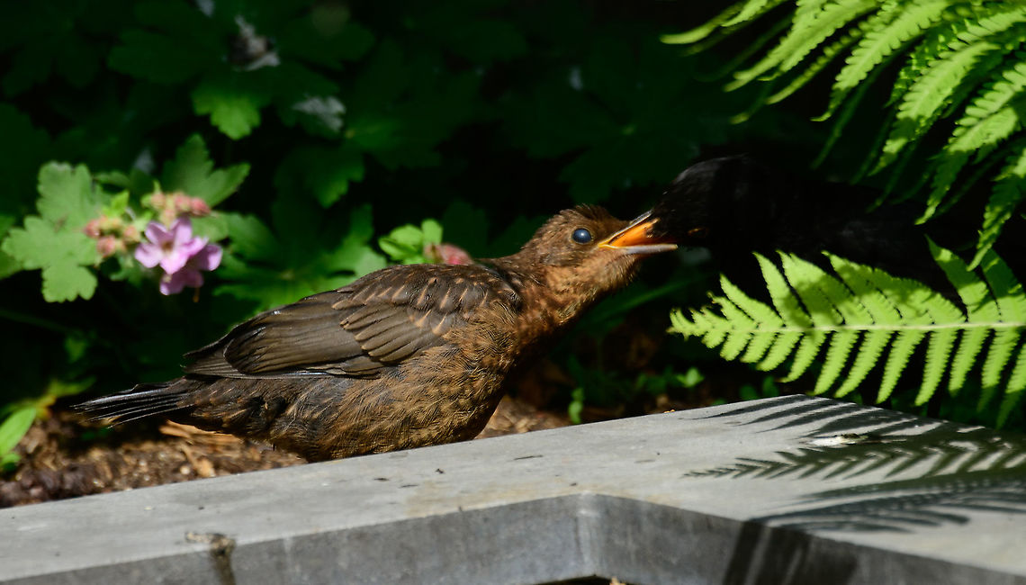 Common Blackbird - male feeding chicks 3, Heesch, Netherlands An update on the chronicles of the common blackbird, playing out their entire reproducive lifecycle in our garden. Which we get to watch in great detail, given our prolonged home stay. <br />
<br />
A few weeks earlier, we saw the male and female collecting big amounts of food, meaning the young are born. Here we get to meet the young. There&#039;s 3 in total, yet these photos show just 2. They look large and fluffy and follow the male everywhere. It&#039;s the male&#039;s job to feed these beggars, as the female is already trying to start yet another family.<br />
<br />
The young are chaotic, clumsy and dependent. They have working bills so could easily pick a worm or in this case the apple. But they refuse even if the food is straight in front of them. Dad must insert it directly into their bill. They also keep moving around, adding stress to dad as he constantly have to find them again, and not just one.<br />
<br />
Blackbirds are terrible at picking nest sites. They tend to position them at 1m or lower, making them easy prey for cats, and sometimes birds of prey. This is perhaps the most vulnerable phase for the young, as they are slow, poor flyers and naive. <br />
<br />
Our 17 year old cat is still too slow and disinterested to catch them yet I ensure he only goes in the yard when they aren&#039;t around. <br />
<figure class="photo"><a href="https://www.jungledragon.com/image/93649/common_blackbird_-_male_feeding_chicks_heesch_netherlands.html" title="Common Blackbird - male feeding chicks, Heesch, Netherlands"><img src="https://s3.amazonaws.com/media.jungledragon.com/images/2/93649_thumb.jpg?AWSAccessKeyId=05GMT0V3GWVNE7GGM1R2&Expires=1759968010&Signature=kxXJFdw9B0z6RC9K00DzG1DNI%2Bg%3D" width="200" height="156" alt="Common Blackbird - male feeding chicks, Heesch, Netherlands An update on the chronicles of the common blackbird, playing out their entire reproducive lifecycle in our garden. Which we get to watch in great detail, given our prolonged home stay. <br />
<br />
A few weeks earlier, we saw the male and female collecting big amounts of food, meaning the young are born. Here we get to meet the young. There&#039;s 3 in total, yet these photos show just 2. They look large and fluffy and follow the male everywhere. It&#039;s the male&#039;s job to feed these beggars, as the female is already trying to start yet another family.<br />
<br />
The young are chaotic, clumsy and dependent. They have working bills so could easily pick a worm or in this case the apple. But they refuse even if the food is straight in front of them. Dad must insert it directly into their bill. They also keep moving around, adding stress to dad as he constantly have to find them again, and not just one.<br />
<br />
Blackbirds are terrible at picking nest sites. They tend to position them at 1m or lower, making them easy prey for cats, and sometimes birds of prey. This is perhaps the most vulnerable phase for the young, as they are slow, poor flyers and naive. <br />
<br />
Our 17 year old cat is still too slow and disinterested to catch them yet I ensure he only goes in the yard when they aren&#039;t around. <br />
https://www.jungledragon.com/image/93650/common_blackbird_-_male_feeding_chicks_2_heesch_netherlands.html<br />
https://www.jungledragon.com/image/93651/common_blackbird_-_chick_heesch_netherlands.html<br />
https://www.jungledragon.com/image/93652/common_blackbird_-_male_feeding_chicks_3_heesch_netherlands.html Common Blackbird,Europe,Garden,Heesch,Netherlands,Turdus merula,World" /></a></figure><br />
<figure class="photo"><a href="https://www.jungledragon.com/image/93650/common_blackbird_-_male_feeding_chicks_2_heesch_netherlands.html" title="Common Blackbird - male feeding chicks 2, Heesch, Netherlands"><img src="https://s3.amazonaws.com/media.jungledragon.com/images/2/93650_thumb.jpg?AWSAccessKeyId=05GMT0V3GWVNE7GGM1R2&Expires=1759968010&Signature=9Fg6FMQW%2BeajWYzjLX%2Fp8DlTFTc%3D" width="200" height="140" alt="Common Blackbird - male feeding chicks 2, Heesch, Netherlands An update on the chronicles of the common blackbird, playing out their entire reproducive lifecycle in our garden. Which we get to watch in great detail, given our prolonged home stay. <br />
<br />
A few weeks earlier, we saw the male and female collecting big amounts of food, meaning the young are born. Here we get to meet the young. There&#039;s 3 in total, yet these photos show just 2. They look large and fluffy and follow the male everywhere. It&#039;s the male&#039;s job to feed these beggars, as the female is already trying to start yet another family.<br />
<br />
The young are chaotic, clumsy and dependent. They have working bills so could easily pick a worm or in this case the apple. But they refuse even if the food is straight in front of them. Dad must insert it directly into their bill. They also keep moving around, adding stress to dad as he constantly have to find them again, and not just one.<br />
<br />
Blackbirds are terrible at picking nest sites. They tend to position them at 1m or lower, making them easy prey for cats, and sometimes birds of prey. This is perhaps the most vulnerable phase for the young, as they are slow, poor flyers and naive. <br />
<br />
Our 17 year old cat is still too slow and disinterested to catch them yet I ensure he only goes in the yard when they aren&#039;t around. <br />
https://www.jungledragon.com/image/93649/common_blackbird_-_male_feeding_chicks_heesch_netherlands.html<br />
https://www.jungledragon.com/image/93651/common_blackbird_-_chick_heesch_netherlands.html<br />
https://www.jungledragon.com/image/93652/common_blackbird_-_male_feeding_chicks_3_heesch_netherlands.html Common Blackbird,Europe,Garden,Heesch,Netherlands,Turdus merula,World" /></a></figure><br />
<figure class="photo"><a href="https://www.jungledragon.com/image/93651/common_blackbird_-_chick_heesch_netherlands.html" title="Common Blackbird - chick, Heesch, Netherlands"><img src="https://s3.amazonaws.com/media.jungledragon.com/images/2/93651_thumb.jpg?AWSAccessKeyId=05GMT0V3GWVNE7GGM1R2&Expires=1759968010&Signature=X5aK6o4UkzTNMAW407VFavHIQCM%3D" width="200" height="180" alt="Common Blackbird - chick, Heesch, Netherlands An update on the chronicles of the common blackbird, playing out their entire reproducive lifecycle in our garden. Which we get to watch in great detail, given our prolonged home stay. <br />
<br />
A few weeks earlier, we saw the male and female collecting big amounts of food, meaning the young are born. Here we get to meet the young. There&#039;s 3 in total, yet these photos show just 2. They look large and fluffy and follow the male everywhere. It&#039;s the male&#039;s job to feed these beggars, as the female is already trying to start yet another family.<br />
<br />
The young are chaotic, clumsy and dependent. They have working bills so could easily pick a worm or in this case the apple. But they refuse even if the food is straight in front of them. Dad must insert it directly into their bill. They also keep moving around, adding stress to dad as he constantly have to find them again, and not just one.<br />
<br />
Blackbirds are terrible at picking nest sites. They tend to position them at 1m or lower, making them easy prey for cats, and sometimes birds of prey. This is perhaps the most vulnerable phase for the young, as they are slow, poor flyers and naive. <br />
<br />
Our 17 year old cat is still too slow and disinterested to catch them yet I ensure he only goes in the yard when they aren&#039;t around. <br />
https://www.jungledragon.com/image/93649/common_blackbird_-_male_feeding_chicks_heesch_netherlands.html<br />
https://www.jungledragon.com/image/93650/common_blackbird_-_male_feeding_chicks_2_heesch_netherlands.html<br />
https://www.jungledragon.com/image/93652/common_blackbird_-_male_feeding_chicks_3_heesch_netherlands.html Common Blackbird,Europe,Garden,Heesch,Netherlands,Turdus merula,World" /></a></figure> Common Blackbird,Europe,Garden,Heesch,Netherlands,Turdus merula,World