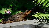 Common Blackbird - male feeding chicks 3, Heesch, Netherlands An update on the chronicles of the common blackbird, playing out their entire reproducive lifecycle in our garden. Which we get to watch in great detail, given our prolonged home stay. <br />
<br />
A few weeks earlier, we saw the male and female collecting big amounts of food, meaning the young are born. Here we get to meet the young. There's 3 in total, yet these photos show just 2. They look large and fluffy and follow the male everywhere. It's the male's job to feed these beggars, as the female is already trying to start yet another family.<br />
<br />
The young are chaotic, clumsy and dependent. They have working bills so could easily pick a worm or in this case the apple. But they refuse even if the food is straight in front of them. Dad must insert it directly into their bill. They also keep moving around, adding stress to dad as he constantly have to find them again, and not just one.<br />
<br />
Blackbirds are terrible at picking nest sites. They tend to position them at 1m or lower, making them easy prey for cats, and sometimes birds of prey. This is perhaps the most vulnerable phase for the young, as they are slow, poor flyers and naive. <br />
<br />
Our 17 year old cat is still too slow and disinterested to catch them yet I ensure he only goes in the yard when they aren't around. <br />
https://www.jungledragon.com/image/93649/common_blackbird_-_male_feeding_chicks_heesch_netherlands.html<br />
https://www.jungledragon.com/image/93650/common_blackbird_-_male_feeding_chicks_2_heesch_netherlands.html<br />
https://www.jungledragon.com/image/93651/common_blackbird_-_chick_heesch_netherlands.html Common Blackbird,Europe,Garden,Heesch,Netherlands,Turdus merula,World