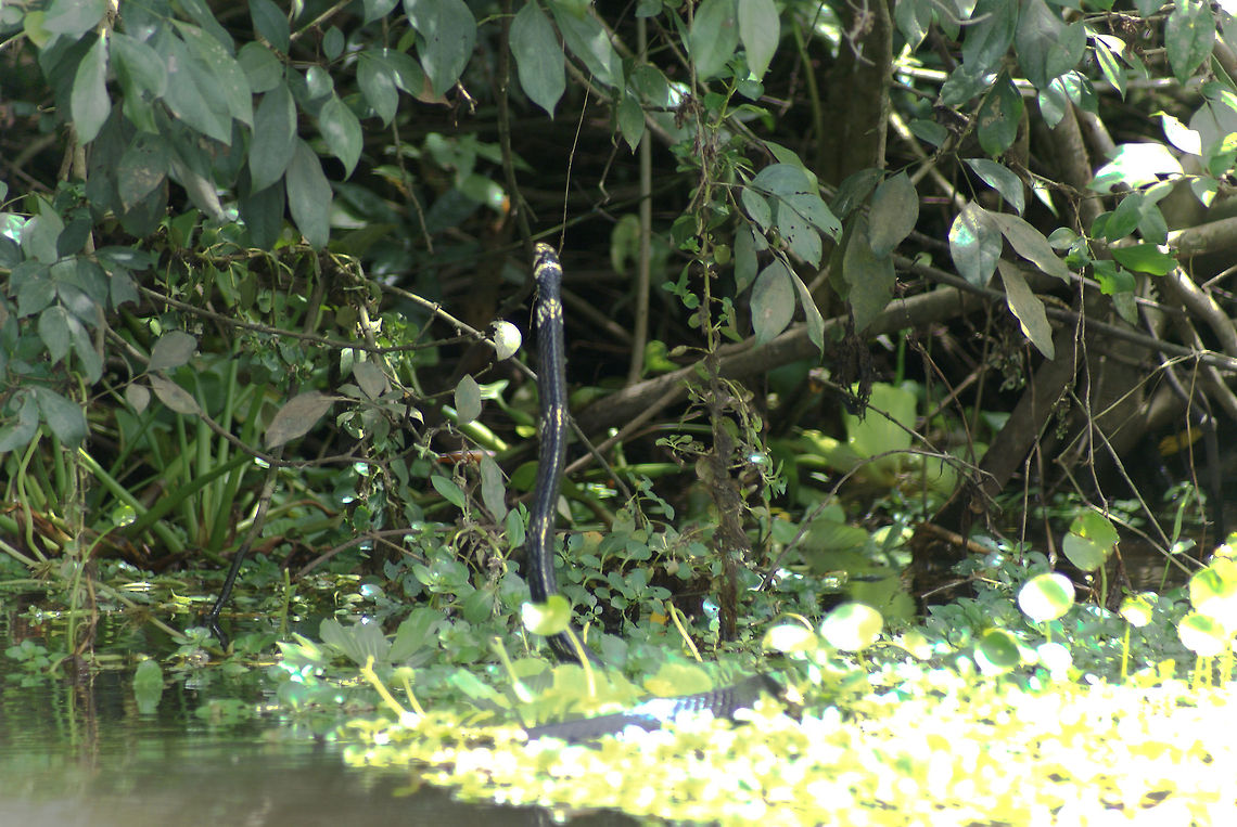Water Snake Sorry for the overexposure on the right, but this photo was one of our most exciting spottings in Costa Rica. We were in a boat as this enormous water snake skyrocketed past us and then  &quot;stood up&quot; from the water to climb a tree. They can even jump from tree to tree.  Costa Rica,Reptiles,Serpentes,Snakes,Spilotes pullatus,Water Snake