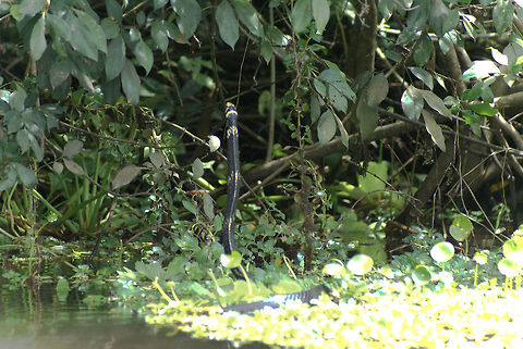 Water Snake Sorry for the overexposure on the right, but this photo was one of our most exciting spottings in Costa Rica. We were in a boat as this enormous water snake skyrocketed past us and then  "stood up" from the water to climb a tree. They can even jump from tree to tree.  Costa Rica,Reptiles,Serpentes,Snakes,Spilotes pullatus,Water Snake