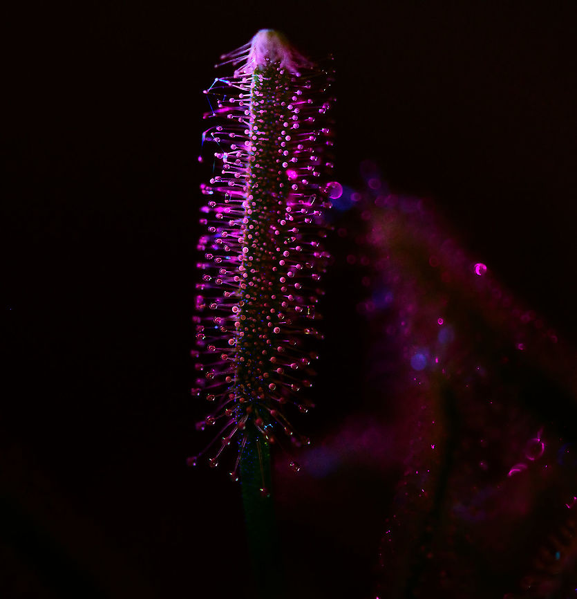 Cap Sundew - UV (1:1), Heesch, Netherlands After this one-time success at doing extreme macro UV stacking:<br />
<figure class="photo"><a href="https://www.jungledragon.com/image/93337/cape_sundew_-_uv_heesch_netherlands.html" title="Cape Sundew - UV, Heesch, Netherlands"><img src="https://s3.amazonaws.com/media.jungledragon.com/images/2/93337_thumb.jpg?AWSAccessKeyId=05GMT0V3GWVNE7GGM1R2&Expires=1759968010&Signature=7zLplZsyjGYVSm0Hy6w9N2Vy4AA%3D" width="200" height="148" alt="Cape Sundew - UV, Heesch, Netherlands This is what I would call a uniquely stupid idea. <br />
<br />
I had just acquired a lighting system that has various LED arms. One particular arm emits UV light only. I had already tested it succesfully on lichen, I&#039;ll post those later. I also did a nightly stroll through the garden, pointing the arm everywhere to see which flower lights up. Pre-selecting targets, in a way.<br />
<br />
What else could I try, my fuzzy mind wondered? When the dots connected, I cringed. How about the sundews you just spent 3 days stacking? The answer was in plain sight. How slow the idea came into existence, it does seem unique enough, I&#039;m not finding any serious comparisons of trying this on sundews.<br />
<br />
It&#039;s easy to see why if you consider the process involved. Consumer grade UV lights are extremely weak, for safety reasons. You have to almost touch the subject with the light in a fully dark room to see the effect at all. <br />
<br />
This is a problem for extreme macro, which needs the exact opposite: extreme amounts of light. As more UV light is no option for now, the only solution is shutter speed. Where normally 1/60s is already too slow for extreme macro due to micro vibrations, this stack consists of photos with a 3s shutter speed. <br />
<br />
That&#039;s not the only pain. You can&#039;t see what you&#039;re doing so you have to prepare the entire stack in normal light. Do the composition, focus start and end points. Then, position UV lighting without touching or moving anything and pray you got it right, as you can&#039;t preview any result. Finally, shut down all lights in the house, press start, and sit motionless in complete darkness on the couch, wondering how I ended up here.<br />
<br />
I couldn&#039;t believe what I saw after the stacking software did its job. It was getting late, so I went to bed, still hyped. With the full weekend still ahead of me, I was totally going to produce a whole series of this effect. I spent 2 nights in a row, hours on end, without producing a single usable shot. <br />
<br />
I got lucky. Correct angle and distance. That said, I&#039;ve since produced a few more, but I share in order, so those will come later. As I cannot make up my mind which orientation is best, by exception I&#039;m sharing both orientations.<br />
<br />
Fun detail: note the little dust thread. Normally a problem, but under UV it lights up like lighting and reflects in the glandular hairs.<br />
https://www.jungledragon.com/image/93336/cape_sundew_-_uv_-_landscape_heesch_netherlands.html Cape Sundew,Drosera capensis,Extreme Macro,Ultra Violet Light,WeMacro" /></a></figure><br />
...I had a few more attempts, all a huge failure. In particular the angle of the weak UV light very much determines the outcome, yet you cannot preview or predict the outcome. <br />
<br />
So here I&#039;m taking a step back, using 1:1 single shot macro, which is still tricky, yet easier to control. You still cannot entirely preview the result, yet it&#039;s much faster to see when its wrong, and to do several tries.<br />
<br />
<figure class="photo"><a href="https://www.jungledragon.com/image/93703/cap_sundews_-_uv_11_heesch_netherlands.html" title="Cap Sundews - UV (1:1), Heesch, Netherlands"><img src="https://s3.amazonaws.com/media.jungledragon.com/images/2/93703_thumb.jpg?AWSAccessKeyId=05GMT0V3GWVNE7GGM1R2&Expires=1759968010&Signature=yFJPPpUTddJXFIIpFKCmj7pFJL4%3D" width="200" height="134" alt="Cap Sundews - UV (1:1), Heesch, Netherlands After this one-time success at doing extreme macro UV stacking:<br />
https://www.jungledragon.com/image/93337/cape_sundew_-_uv_heesch_netherlands.html<br />
...I had a few more attempts, all a huge failure. In particular the angle of the weak UV light very much determines the outcome, yet you cannot preview or predict the outcome. <br />
<br />
So here I&#039;m taking a step back, using 1:1 single shot macro, which is still tricky, yet easier to control. You still cannot entirely preview the result, yet it&#039;s much faster to see when its wrong, and to do several tries.<br />
<br />
https://www.jungledragon.com/image/93702/cap_sundew_-_uv_11_heesch_netherlands.html Cape Sundew,Drosera capensis" /></a></figure> Cape Sundew,Drosera capensis,Ultra Violet Light