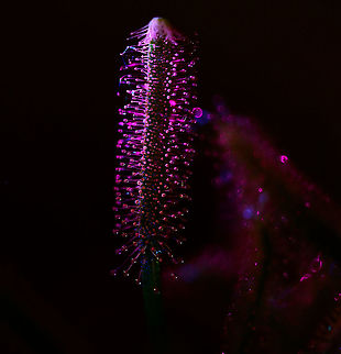 Cap Sundew - UV (1:1), Heesch, Netherlands After this one-time success at doing extreme macro UV stacking:
https://www.jungledragon.com/image/93337/cape_sundew_-_uv_heesch_netherlands.html
...I had a few more attempts, all a huge failure. In particular the angle of the weak UV light very much determines the outcome, yet you cannot preview or predict the outcome. 

So here I'm taking a step back, using 1:1 single shot macro, which is still tricky, yet easier to control. You still cannot entirely preview the result, yet it's much faster to see when its wrong, and to do several tries.

https://www.jungledragon.com/image/93703/cap_sundews_-_uv_11_heesch_netherlands.html Cape Sundew,Drosera capensis,Ultra Violet Light