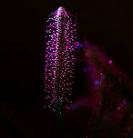Cap Sundew - UV (1:1), Heesch, Netherlands After this one-time success at doing extreme macro UV stacking:<br />
https://www.jungledragon.com/image/93337/cape_sundew_-_uv_heesch_netherlands.html<br />
...I had a few more attempts, all a huge failure. In particular the angle of the weak UV light very much determines the outcome, yet you cannot preview or predict the outcome. <br />
<br />
So here I'm taking a step back, using 1:1 single shot macro, which is still tricky, yet easier to control. You still cannot entirely preview the result, yet it's much faster to see when its wrong, and to do several tries.<br />
<br />
https://www.jungledragon.com/image/93703/cap_sundews_-_uv_11_heesch_netherlands.html Cape Sundew,Drosera capensis,Ultra Violet Light