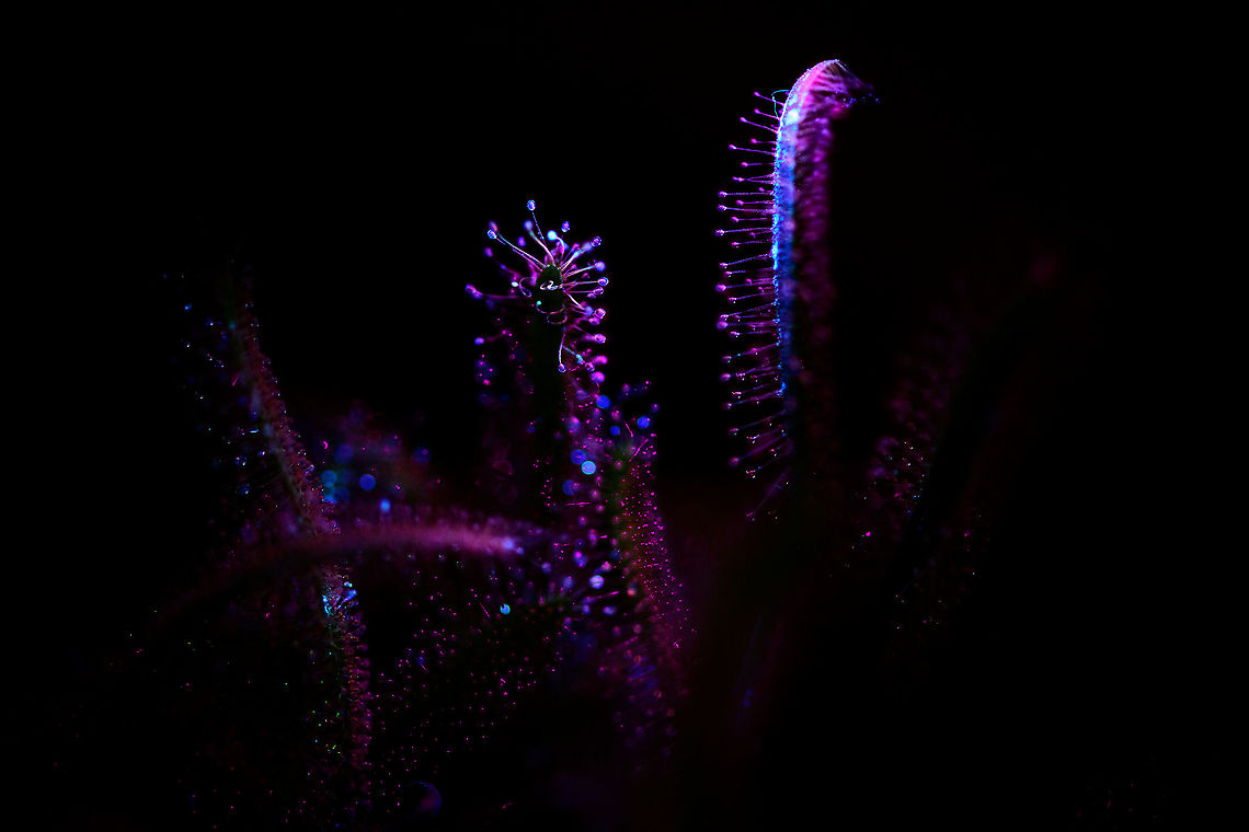 Cap Sundews - UV (1:1), Heesch, Netherlands After this one-time success at doing extreme macro UV stacking:<br />
<figure class="photo"><a href="https://www.jungledragon.com/image/93337/cape_sundew_-_uv_heesch_netherlands.html" title="Cape Sundew - UV, Heesch, Netherlands"><img src="https://s3.amazonaws.com/media.jungledragon.com/images/2/93337_thumb.jpg?AWSAccessKeyId=05GMT0V3GWVNE7GGM1R2&Expires=1763596810&Signature=MQIVbfgHPAwxfDf%2FTcaPKBb8wp8%3D" width="200" height="148" alt="Cape Sundew - UV, Heesch, Netherlands This is what I would call a uniquely stupid idea. <br />
<br />
I had just acquired a lighting system that has various LED arms. One particular arm emits UV light only. I had already tested it succesfully on lichen, I'll post those later. I also did a nightly stroll through the garden, pointing the arm everywhere to see which flower lights up. Pre-selecting targets, in a way.<br />
<br />
What else could I try, my fuzzy mind wondered? When the dots connected, I cringed. How about the sundews you just spent 3 days stacking? The answer was in plain sight. How slow the idea came into existence, it does seem unique enough, I'm not finding any serious comparisons of trying this on sundews.<br />
<br />
It's easy to see why if you consider the process involved. Consumer grade UV lights are extremely weak, for safety reasons. You have to almost touch the subject with the light in a fully dark room to see the effect at all. <br />
<br />
This is a problem for extreme macro, which needs the exact opposite: extreme amounts of light. As more UV light is no option for now, the only solution is shutter speed. Where normally 1/60s is already too slow for extreme macro due to micro vibrations, this stack consists of photos with a 3s shutter speed. <br />
<br />
That's not the only pain. You can't see what you're doing so you have to prepare the entire stack in normal light. Do the composition, focus start and end points. Then, position UV lighting without touching or moving anything and pray you got it right, as you can't preview any result. Finally, shut down all lights in the house, press start, and sit motionless in complete darkness on the couch, wondering how I ended up here.<br />
<br />
I couldn't believe what I saw after the stacking software did its job. It was getting late, so I went to bed, still hyped. With the full weekend still ahead of me, I was totally going to produce a whole series of this effect. I spent 2 nights in a row, hours on end, without producing a single usable shot. <br />
<br />
I got lucky. Correct angle and distance. That said, I've since produced a few more, but I share in order, so those will come later. As I cannot make up my mind which orientation is best, by exception I'm sharing both orientations.<br />
<br />
Fun detail: note the little dust thread. Normally a problem, but under UV it lights up like lighting and reflects in the glandular hairs.<br />
https://www.jungledragon.com/image/93336/cape_sundew_-_uv_-_landscape_heesch_netherlands.html Cape Sundew,Drosera capensis,Extreme Macro,Ultra Violet Light,WeMacro" /></a></figure><br />
...I had a few more attempts, all a huge failure. In particular the angle of the weak UV light very much determines the outcome, yet you cannot preview or predict the outcome. <br />
<br />
So here I'm taking a step back, using 1:1 single shot macro, which is still tricky, yet easier to control. You still cannot entirely preview the result, yet it's much faster to see when its wrong, and to do several tries.<br />
<br />
<figure class="photo"><a href="https://www.jungledragon.com/image/93702/cap_sundew_-_uv_11_heesch_netherlands.html" title="Cap Sundew - UV (1:1), Heesch, Netherlands"><img src="https://s3.amazonaws.com/media.jungledragon.com/images/2/93702_thumb.jpg?AWSAccessKeyId=05GMT0V3GWVNE7GGM1R2&Expires=1763596810&Signature=zXC7J03v6bcaBENIwxhES6zLKC0%3D" width="148" height="152" alt="Cap Sundew - UV (1:1), Heesch, Netherlands After this one-time success at doing extreme macro UV stacking:<br />
https://www.jungledragon.com/image/93337/cape_sundew_-_uv_heesch_netherlands.html<br />
...I had a few more attempts, all a huge failure. In particular the angle of the weak UV light very much determines the outcome, yet you cannot preview or predict the outcome. <br />
<br />
So here I'm taking a step back, using 1:1 single shot macro, which is still tricky, yet easier to control. You still cannot entirely preview the result, yet it's much faster to see when its wrong, and to do several tries.<br />
<br />
https://www.jungledragon.com/image/93703/cap_sundews_-_uv_11_heesch_netherlands.html Cape Sundew,Drosera capensis,Ultra Violet Light" /></a></figure> Cape Sundew,Drosera capensis