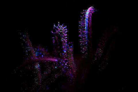 Cap Sundews - UV (1:1), Heesch, Netherlands After this one-time success at doing extreme macro UV stacking:
https://www.jungledragon.com/image/93337/cape_sundew_-_uv_heesch_netherlands.html
...I had a few more attempts, all a huge failure. In particular the angle of the weak UV light very much determines the outcome, yet you cannot preview or predict the outcome. 

So here I'm taking a step back, using 1:1 single shot macro, which is still tricky, yet easier to control. You still cannot entirely preview the result, yet it's much faster to see when its wrong, and to do several tries.

https://www.jungledragon.com/image/93702/cap_sundew_-_uv_11_heesch_netherlands.html Cape Sundew,Drosera capensis