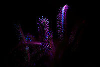 Cap Sundews - UV (1:1), Heesch, Netherlands After this one-time success at doing extreme macro UV stacking:<br />
https://www.jungledragon.com/image/93337/cape_sundew_-_uv_heesch_netherlands.html<br />
...I had a few more attempts, all a huge failure. In particular the angle of the weak UV light very much determines the outcome, yet you cannot preview or predict the outcome. <br />
<br />
So here I'm taking a step back, using 1:1 single shot macro, which is still tricky, yet easier to control. You still cannot entirely preview the result, yet it's much faster to see when its wrong, and to do several tries.<br />
<br />
https://www.jungledragon.com/image/93702/cap_sundew_-_uv_11_heesch_netherlands.html Cape Sundew,Drosera capensis