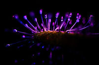 Cape Sundew leaf - UV, Heesch, Netherlands The UV version of this one:<br />
https://www.jungledragon.com/image/93707/cape_sundew_leaf_heesch_netherlands.html Cape Sundew,Drosera capensis,Extreme Macro,Ultra Violet Light,WeMacro