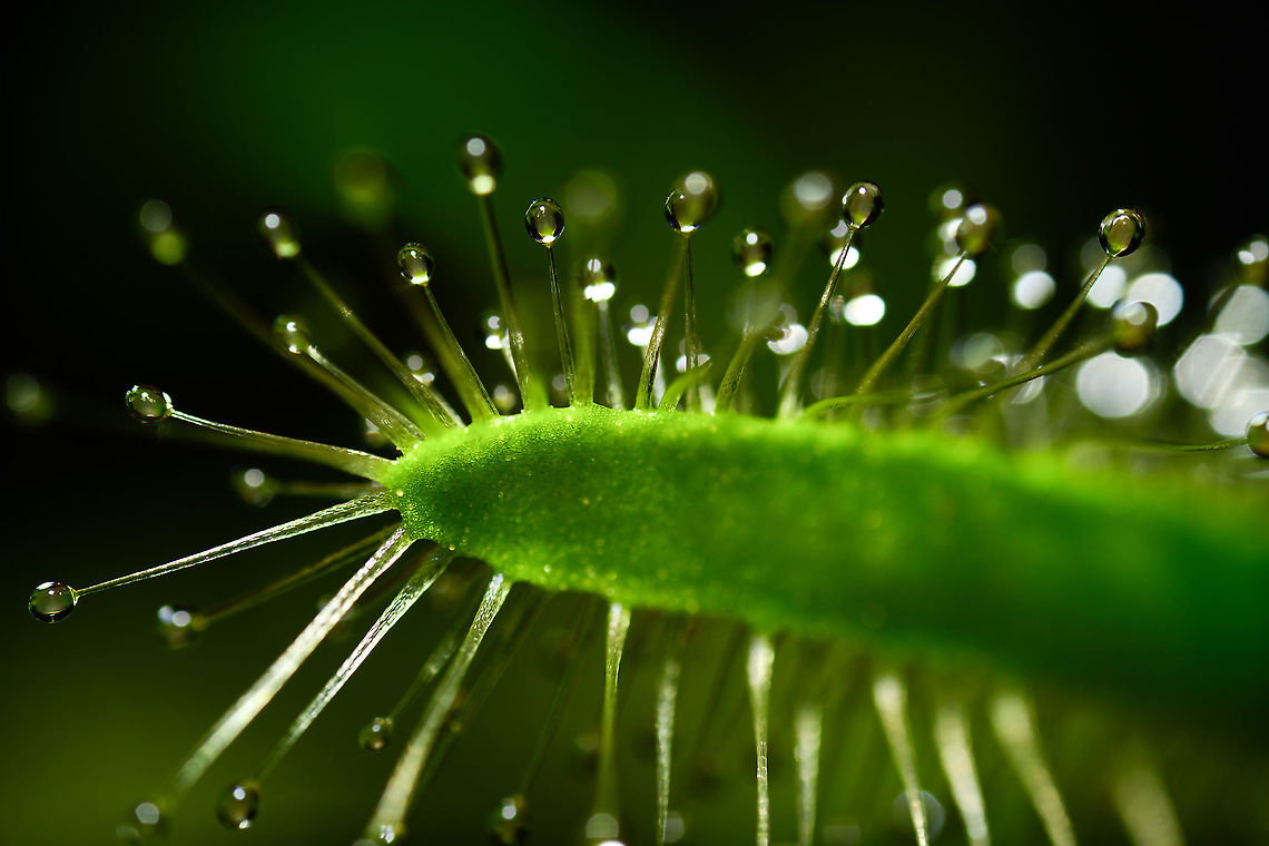 Cape Sundew leaf, Heesch, Netherlands This is a single shot (non-stack) 5:1 macro of the leaf of a Cape Sundew. Here is the same (similar) composition using UV lighting:<br />
<figure class="photo"><a href="https://www.jungledragon.com/image/93706/cape_sundew_leaf_-_uv_heesch_netherlands.html" title="Cape Sundew leaf - UV, Heesch, Netherlands"><img src="https://s3.amazonaws.com/media.jungledragon.com/images/2/93706_thumb.jpg?AWSAccessKeyId=05GMT0V3GWVNE7GGM1R2&Expires=1763596810&Signature=%2B3kAJZBbKSgGNM9MBWxdup8vOoA%3D" width="200" height="134" alt="Cape Sundew leaf - UV, Heesch, Netherlands The UV version of this one:<br />
https://www.jungledragon.com/image/93707/cape_sundew_leaf_heesch_netherlands.html Cape Sundew,Drosera capensis,Extreme Macro,Ultra Violet Light,WeMacro" /></a></figure><br />
This one is taken using a strong continuous LED, the other using UV light only. Considering the shutter time (1s vs 6s) and ISO (64 vs 800), the UV light source is about 50(!) times weaker than the LED.<br />
<br />
Some tech notes: at the far end of my range (currently 5x macro) you get so used to the idea of stacking that it's easy to forget you can also do single shots. Yet a 5x single shot requires focus precision, even for a static subject.<br />
<br />
I had a problem with this earlier. Live view on the camera is too tiny to accurately see it. So instead I projected live view output on my big monitor (using Helicon Remote). The problem, which may be Nikon specific, is that the live view quality is terrible, with a resolution as low as 640 x 400. Luckily, I found a solution. I'm using the camera's HDMI output port and connect it to a second monitor. On this second monitor, I get a high quality 2160p output of exactly what is happening. Cape Sundew,Drosera capensis,Extreme Macro