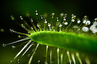 Cape Sundew leaf, Heesch, Netherlands This is a single shot (non-stack) 5:1 macro of the leaf of a Cape Sundew. Here is the same (similar) composition using UV lighting:<br />
https://www.jungledragon.com/image/93706/cape_sundew_leaf_-_uv_heesch_netherlands.html<br />
This one is taken using a strong continuous LED, the other using UV light only. Considering the shutter time (1s vs 6s) and ISO (64 vs 800), the UV light source is about 50(!) times weaker than the LED.<br />
<br />
Some tech notes: at the far end of my range (currently 5x macro) you get so used to the idea of stacking that it's easy to forget you can also do single shots. Yet a 5x single shot requires focus precision, even for a static subject.<br />
<br />
I had a problem with this earlier. Live view on the camera is too tiny to accurately see it. So instead I projected live view output on my big monitor (using Helicon Remote). The problem, which may be Nikon specific, is that the live view quality is terrible, with a resolution as low as 640 x 400. Luckily, I found a solution. I'm using the camera's HDMI output port and connect it to a second monitor. On this second monitor, I get a high quality 2160p output of exactly what is happening. Cape Sundew,Drosera capensis,Extreme Macro