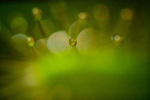 Cape Sundew leaf - single glandular hair, Heesch, Netherlands Besides revealing hidden details via magnification, the other super power of macro photography is the ability is to create something from nothing. Meaning, control over composition and light.

I'd like to use the example of a situation I was in a few years ago during remote travel. In a small boat, with dark monkeys high up in the canopy. Against the light. The photo was going to be shit no matter what I do. I don't control the monkey's position, hardly my own position, and definitely not the direction of light. No control, and very few composition options.

Compare this to something as simple as a small flower growing on your lawn. It has thousands of hidden compositions. You can take a shot from any angle you like, and the result will be dramatically different. If you don't like the direction of light, you just move to the opposite side. The simplest of subjects has a nearly endless amount of creative options. Do it right, and you can literally create a master piece from "nothing". 

Such is the promise and fun of macro photography. Yet for 1:1 macro, as you grow in experience, there is still somewhat of a visual relation to what your naked eye can still see, and the composition you had in mind. 

With this photo I want to demonstrate that extreme macro, in this case 5:1, is different. Working (far) below 1mm in subject details, your naked eye cannot really plan a composition the way you're used to. It's simply too small to see with your own eyes. Instead, you "discover" a composition. Pretty much by accident. 

In this case, I'm moving around a potted plant (sundew) in front of a 5 x macro lens and checking on a monitor what it does. The slightest move changes everything. So you move and rotate and keep checking, and sometimes you find a surprise composition you absolutely could not have planned for, as you just cannot see it. 

In this case, I liked the idea of a single glandular hair coming at the viewer, and it being the only thing in focus. The idea is better than the actual execution though, I wish it was sharper.

UV version of a somewhat similar abstract composition:
https://www.jungledragon.com/image/93710/cape_sundew_leaf_-_glandular_hairs_-_uv_heesch_netherlands.html Cape Sundew,Drosera capensis,Extreme Macro