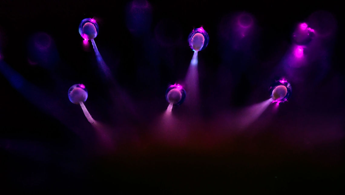 Cape Sundew leaf - glandular hairs - UV, Heesch, Netherlands This is a 30 images 5:1 macro UV stack of the glandular hairs of a Cape Sundew. Cape Sundew,Drosera capensis,Extreme Macro,Ultra Violet Light