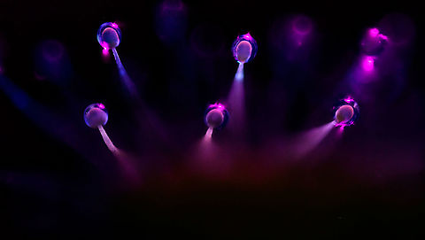 Cape Sundew leaf - glandular hairs - UV, Heesch, Netherlands This is a 30 images 5:1 macro UV stack of the glandular hairs of a Cape Sundew. Cape Sundew,Drosera capensis,Extreme Macro,Ultra Violet Light