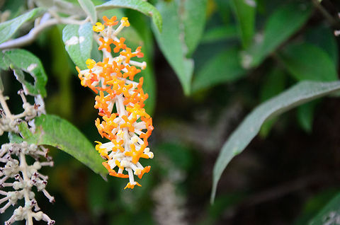 Buddleja madagascariensis