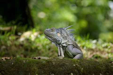Mr Iguana welcomes us to the jungle Dressed up with a tie for the occasion of welcoming us to the Jungle. Costa Rica,Geotagged,Green iguana,Iguana,Iguana iguana,Reptiles,Spring