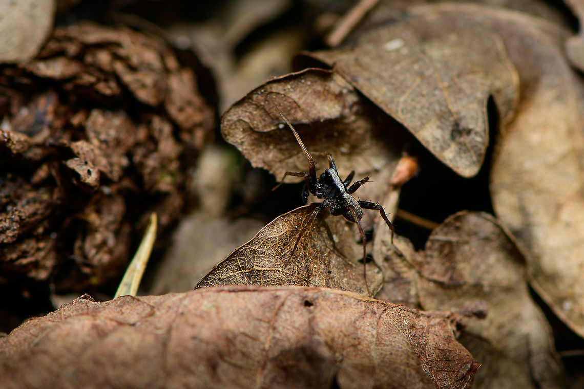 Pardosa saltans, Heeswijk-Dinther, Netherlands My first hike of the season, after a winter break that seemed to take forever. This particular clearing in a forest I regularly visit is always crawling with small wolf spiders on the forest floor. Hundreds of them. They&#039;re very fast, the only way to photograph them is to anticipate their direction of flight. Yet the leaf litter on the floor doesn&#039;t help, it&#039;s like announcing an earthquake each time I try to sneek upon them.<br />
<br />
I always assumed all of them to be the same species. At least in the Pardosa genus, which is a giant genus of hard to identify spiders. This black-and-white striped one seemed distinct enough for identification, and I managed to match it to an ID. <br />
<br />
In dutch it has the beautiful name Zwarthandboswolfspin (black hand forest wolf spider). This is the male, females have a yellow stripe instead of white.<br />
<br />
Should you desire a little more detail: I managed to catch one and took it home for extreme macro stacking. Will take a while to get to it in the set but I can at least say they&#039;re super creepy when magnified.<br />
<figure class="photo"><a href="https://www.jungledragon.com/image/93912/pardosa_saltans_-_habitat_heeswijk-dinther_netherlands.html" title="Pardosa saltans - habitat, Heeswijk-Dinther, Netherlands"><img src="https://s3.amazonaws.com/media.jungledragon.com/images/2/93912_thumb.jpg?AWSAccessKeyId=05GMT0V3GWVNE7GGM1R2&Expires=1767225610&Signature=ANgfXUOxaSST4yWhksE8svHAUOc%3D" width="200" height="134" alt="Pardosa saltans - habitat, Heeswijk-Dinther, Netherlands My first hike of the season, after a winter break that seemed to take forever. This particular clearing in a forest I regularly visit is always crawling with small wolf spiders on the forest floor. Hundreds of them. They&#039;re very fast, the only way to photograph them is to anticipate their direction of flight. Yet the leaf litter on the floor doesn&#039;t help, it&#039;s like announcing an earthquake each time I try to sneek upon them.<br />
<br />
I always assumed all of them to be the same species. At least in the Pardosa genus, which is a giant genus of hard to identify spiders. This black-and-white striped one seemed distinct enough for identification, and I managed to match it to an ID. <br />
<br />
In dutch it has the beautiful name Zwarthandboswolfspin (black hand forest wolf spider). This is the male, females have a yellow stripe instead of white.<br />
<br />
Should you desire a little more detail: I managed to catch one and took it home for extreme macro stacking. Will take a while to get to it in the set but I can at least say they&#039;re super creepy when magnified.<br />
https://www.jungledragon.com/image/93911/pardosa_saltans_heeswijk-dinther_netherlands.html<br />
Female found a few minutes later:<br />
<br />
https://www.jungledragon.com/image/93913/pardosa_saltans_-_female_heeswijk-dinther_netherlands.html Europe,Heeswijk-Dinther,Netherlands,Pardosa saltans,World" /></a></figure><br />
Female found a few minutes later:<br />
<br />
<figure class="photo"><a href="https://www.jungledragon.com/image/93913/pardosa_saltans_-_female_heeswijk-dinther_netherlands.html" title="Pardosa saltans - female, Heeswijk-Dinther, Netherlands"><img src="https://s3.amazonaws.com/media.jungledragon.com/images/2/93913_thumb.jpg?AWSAccessKeyId=05GMT0V3GWVNE7GGM1R2&Expires=1767225610&Signature=PXU80ajX%2FG4dbi85SOu6qM%2ByCu0%3D" width="200" height="134" alt="Pardosa saltans - female, Heeswijk-Dinther, Netherlands Same area and 3 minutes after finding the male of this species, this very likely is the female. Note how it is bigger, bulkier and has a yellow stripe instead of a white stripe on the head. Some good info on this species here:<br />
http://srs.britishspiders.org.uk/portal.php/p/Summary/s/Pardosa+saltans<br />
<br />
Male:<br />
https://www.jungledragon.com/image/93911/pardosa_saltans_heeswijk-dinther_netherlands.html Europe,Heeswijk-Dinther,Netherlands,Pardosa saltans,World" /></a></figure> Europe,Heeswijk-Dinther,Netherlands,Pardosa saltans,World