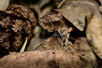 Pardosa saltans, Heeswijk-Dinther, Netherlands My first hike of the season, after a winter break that seemed to take forever. This particular clearing in a forest I regularly visit is always crawling with small wolf spiders on the forest floor. Hundreds of them. They're very fast, the only way to photograph them is to anticipate their direction of flight. Yet the leaf litter on the floor doesn't help, it's like announcing an earthquake each time I try to sneek upon them.<br />
<br />
I always assumed all of them to be the same species. At least in the Pardosa genus, which is a giant genus of hard to identify spiders. This black-and-white striped one seemed distinct enough for identification, and I managed to match it to an ID. <br />
<br />
In dutch it has the beautiful name Zwarthandboswolfspin (black hand forest wolf spider). This is the male, females have a yellow stripe instead of white.<br />
<br />
Should you desire a little more detail: I managed to catch one and took it home for extreme macro stacking. Will take a while to get to it in the set but I can at least say they're super creepy when magnified.<br />
https://www.jungledragon.com/image/93912/pardosa_saltans_-_habitat_heeswijk-dinther_netherlands.html<br />
Female found a few minutes later:<br />
<br />
https://www.jungledragon.com/image/93913/pardosa_saltans_-_female_heeswijk-dinther_netherlands.html Europe,Heeswijk-Dinther,Netherlands,Pardosa saltans,World