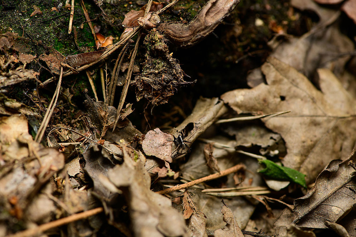 Pardosa saltans - habitat, Heeswijk-Dinther, Netherlands My first hike of the season, after a winter break that seemed to take forever. This particular clearing in a forest I regularly visit is always crawling with small wolf spiders on the forest floor. Hundreds of them. They&#039;re very fast, the only way to photograph them is to anticipate their direction of flight. Yet the leaf litter on the floor doesn&#039;t help, it&#039;s like announcing an earthquake each time I try to sneek upon them.<br />
<br />
I always assumed all of them to be the same species. At least in the Pardosa genus, which is a giant genus of hard to identify spiders. This black-and-white striped one seemed distinct enough for identification, and I managed to match it to an ID. <br />
<br />
In dutch it has the beautiful name Zwarthandboswolfspin (black hand forest wolf spider). This is the male, females have a yellow stripe instead of white.<br />
<br />
Should you desire a little more detail: I managed to catch one and took it home for extreme macro stacking. Will take a while to get to it in the set but I can at least say they&#039;re super creepy when magnified.<br />
<figure class="photo"><a href="https://www.jungledragon.com/image/93911/pardosa_saltans_heeswijk-dinther_netherlands.html" title="Pardosa saltans, Heeswijk-Dinther, Netherlands"><img src="https://s3.amazonaws.com/media.jungledragon.com/images/2/93911_thumb.jpg?AWSAccessKeyId=05GMT0V3GWVNE7GGM1R2&Expires=1759968010&Signature=otuoRVlDhoQruxCQc0wmoQcAUq8%3D" width="200" height="134" alt="Pardosa saltans, Heeswijk-Dinther, Netherlands My first hike of the season, after a winter break that seemed to take forever. This particular clearing in a forest I regularly visit is always crawling with small wolf spiders on the forest floor. Hundreds of them. They&#039;re very fast, the only way to photograph them is to anticipate their direction of flight. Yet the leaf litter on the floor doesn&#039;t help, it&#039;s like announcing an earthquake each time I try to sneek upon them.<br />
<br />
I always assumed all of them to be the same species. At least in the Pardosa genus, which is a giant genus of hard to identify spiders. This black-and-white striped one seemed distinct enough for identification, and I managed to match it to an ID. <br />
<br />
In dutch it has the beautiful name Zwarthandboswolfspin (black hand forest wolf spider). This is the male, females have a yellow stripe instead of white.<br />
<br />
Should you desire a little more detail: I managed to catch one and took it home for extreme macro stacking. Will take a while to get to it in the set but I can at least say they&#039;re super creepy when magnified.<br />
https://www.jungledragon.com/image/93912/pardosa_saltans_-_habitat_heeswijk-dinther_netherlands.html<br />
Female found a few minutes later:<br />
<br />
https://www.jungledragon.com/image/93913/pardosa_saltans_-_female_heeswijk-dinther_netherlands.html Europe,Heeswijk-Dinther,Netherlands,Pardosa saltans,World" /></a></figure><br />
Female found a few minutes later:<br />
<br />
<figure class="photo"><a href="https://www.jungledragon.com/image/93913/pardosa_saltans_-_female_heeswijk-dinther_netherlands.html" title="Pardosa saltans - female, Heeswijk-Dinther, Netherlands"><img src="https://s3.amazonaws.com/media.jungledragon.com/images/2/93913_thumb.jpg?AWSAccessKeyId=05GMT0V3GWVNE7GGM1R2&Expires=1759968010&Signature=LL2JmmHf5Sup%2FXwRRcpg4qtF%2B%2Bw%3D" width="200" height="134" alt="Pardosa saltans - female, Heeswijk-Dinther, Netherlands Same area and 3 minutes after finding the male of this species, this very likely is the female. Note how it is bigger, bulkier and has a yellow stripe instead of a white stripe on the head. Some good info on this species here:<br />
http://srs.britishspiders.org.uk/portal.php/p/Summary/s/Pardosa+saltans<br />
<br />
Male:<br />
https://www.jungledragon.com/image/93911/pardosa_saltans_heeswijk-dinther_netherlands.html Europe,Heeswijk-Dinther,Netherlands,Pardosa saltans,World" /></a></figure> Europe,Heeswijk-Dinther,Netherlands,Pardosa saltans,World